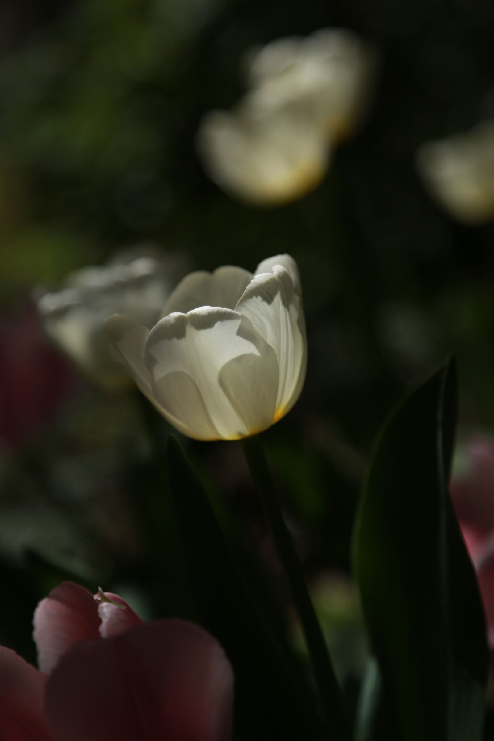 Canon EOS 6D + Canon EF 24-105mm F4L IS USM sample photo. Nature, plants, flowers photography
