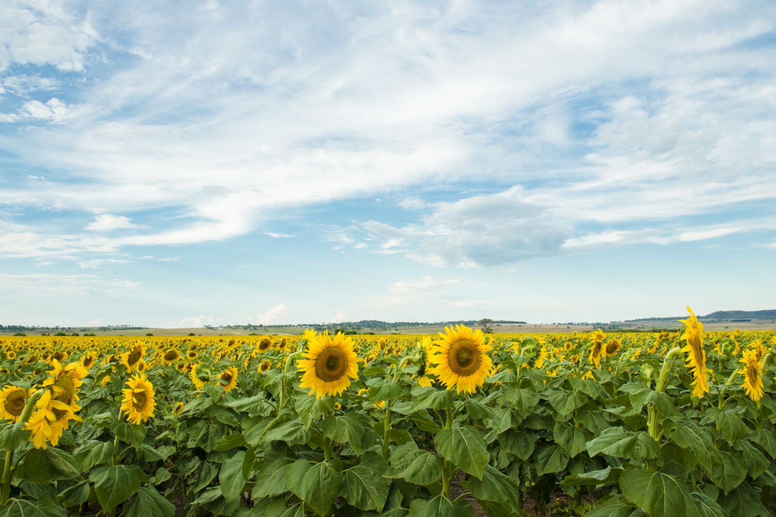 Nikon D800 sample photo. Field, nature, nobody photography