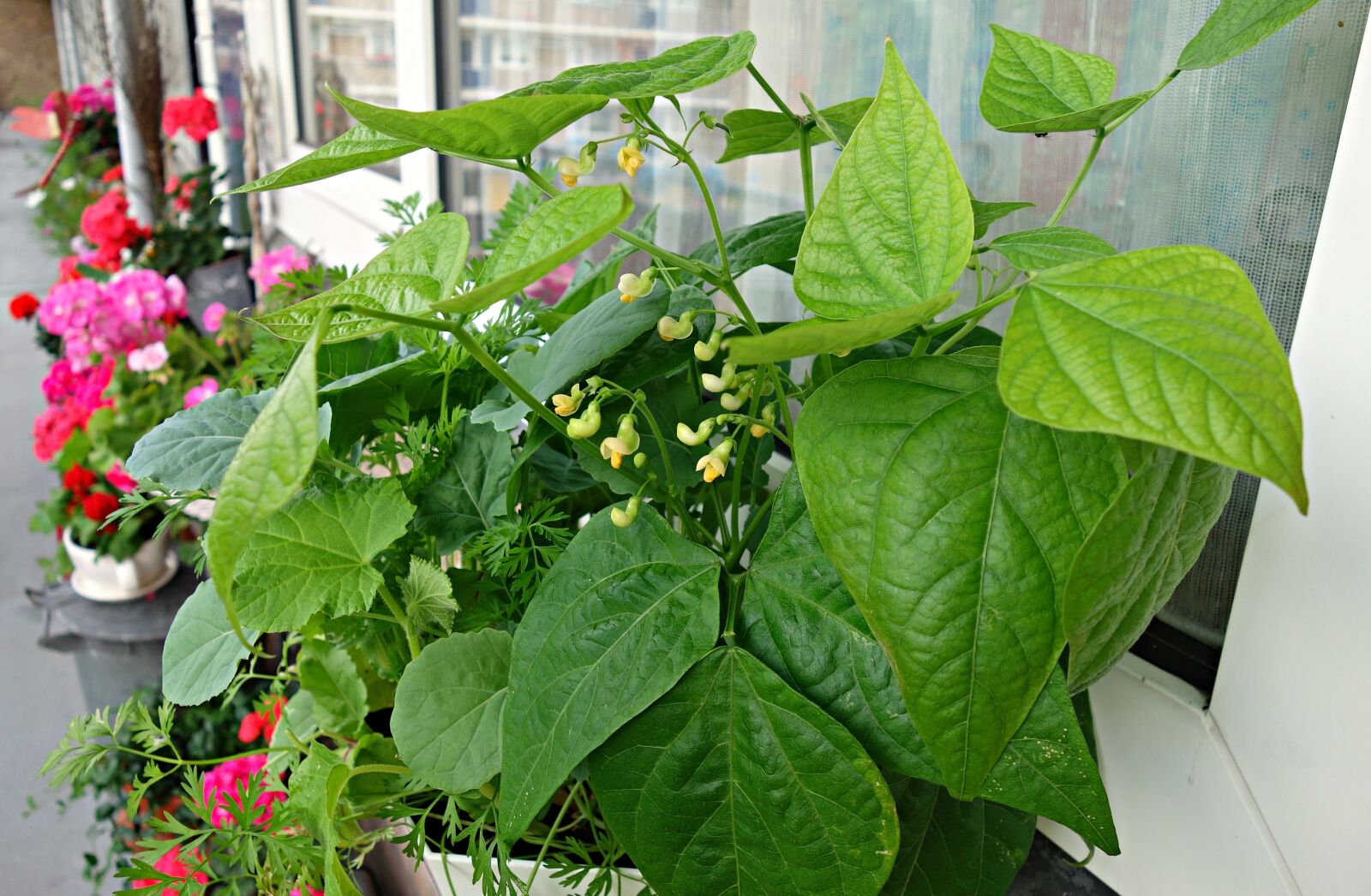 Sony Cyber-shot DSC-RX100 sample photo. Vegetable, plant, crop photography