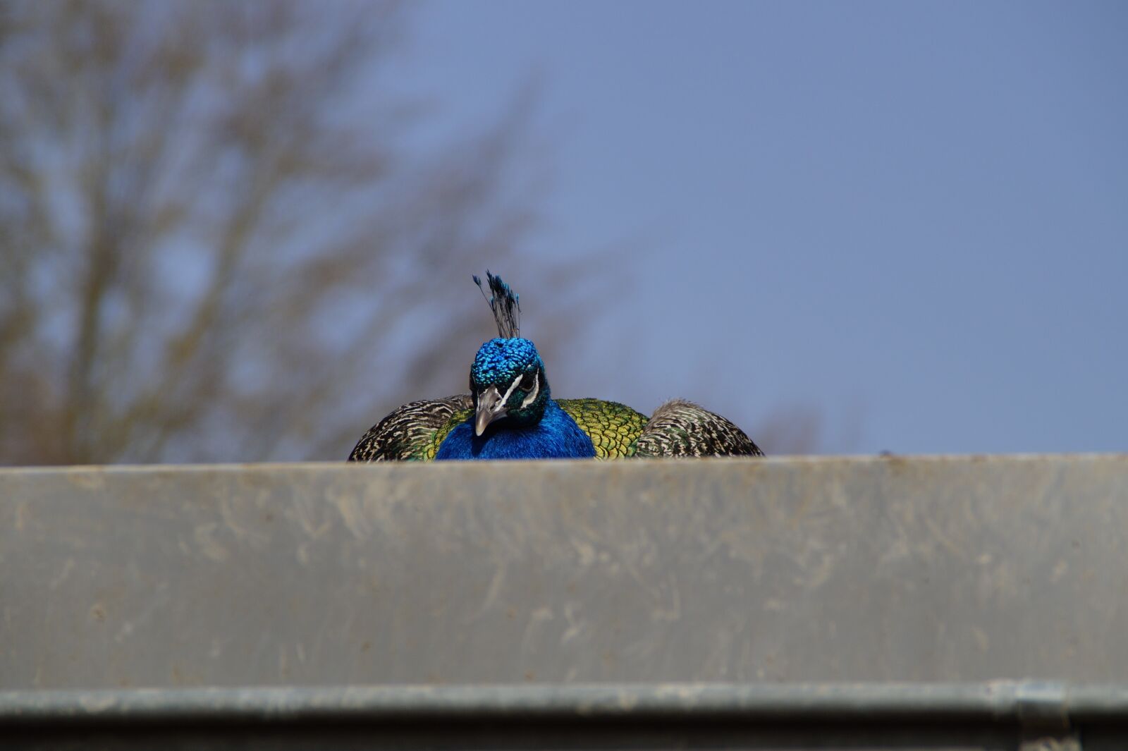 Sony SLT-A58 sample photo. Bird, peacock, males photography