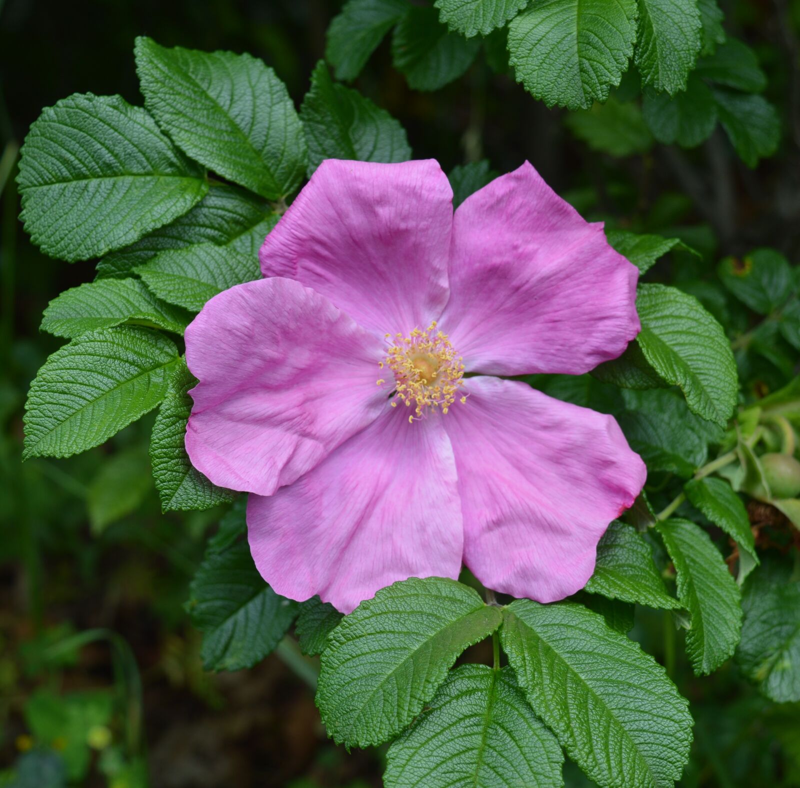 Nikon D3200 sample photo. Wild rose, rose, pink photography