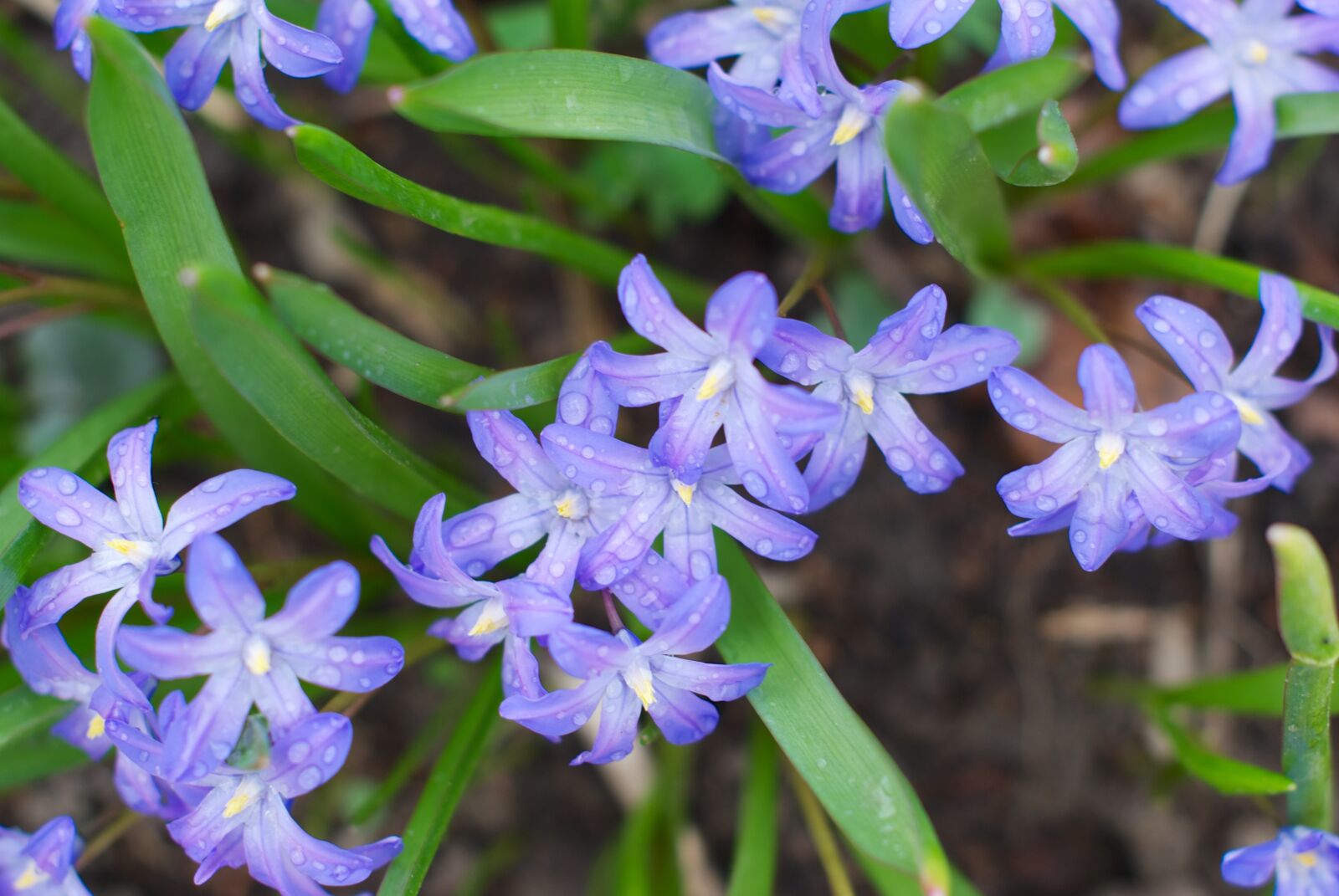 Nikon D80 sample photo. Hionodoksa, spring, physic garden photography
