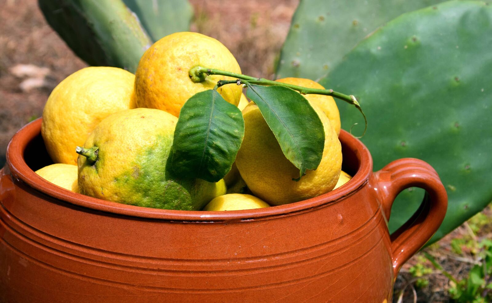 Nikon D3300 sample photo. Food, leaf, lemon, ceramic photography