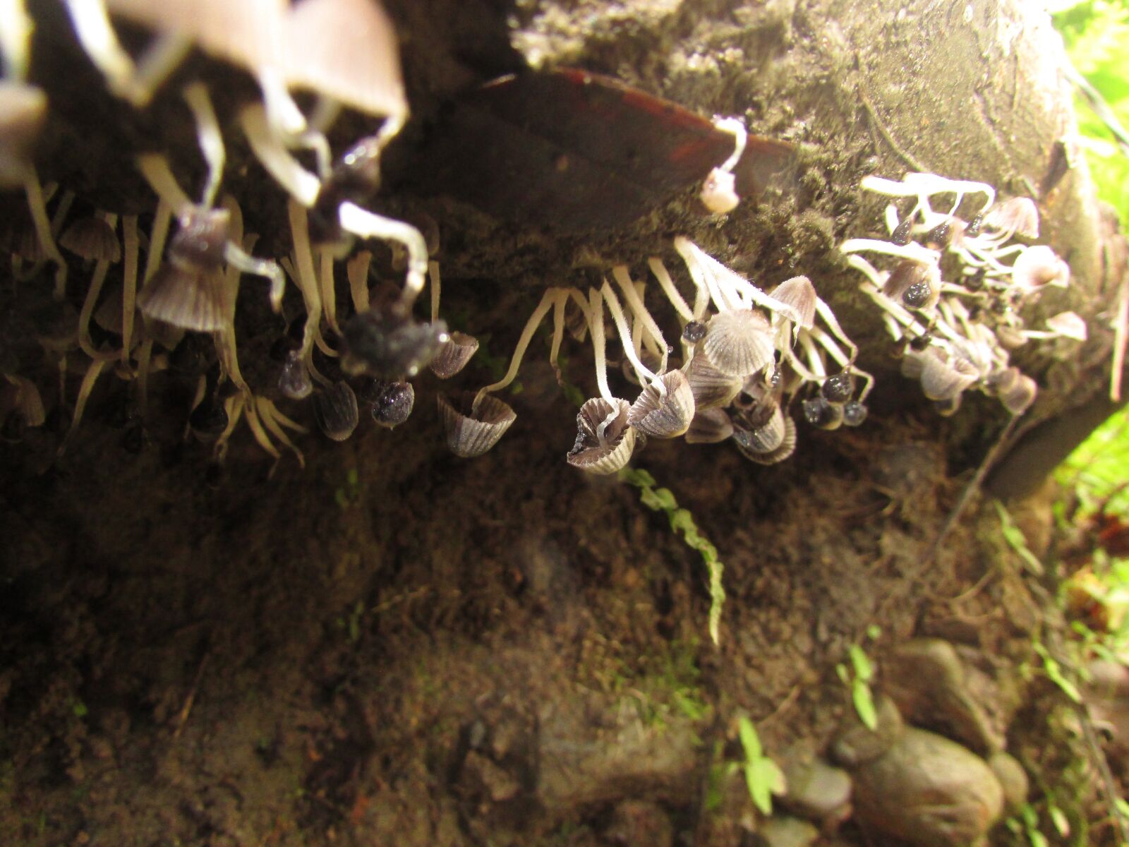 Canon PowerShot SX500 IS sample photo. Mushroom, nature, walk photography