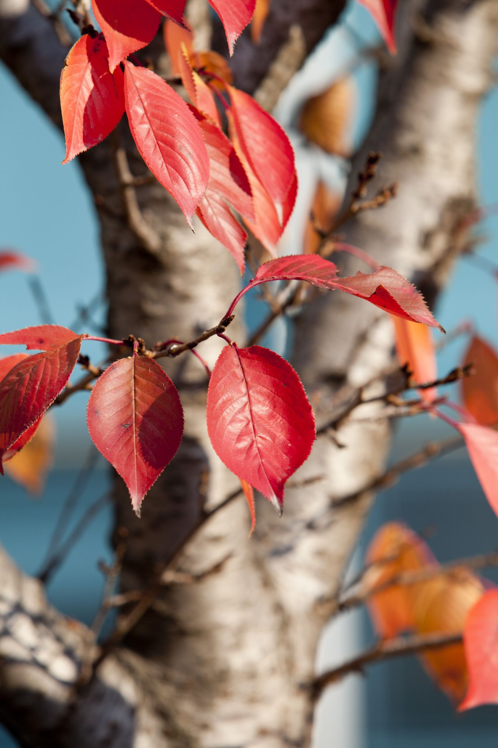 Canon EOS 5D sample photo. Autumn leaves, autumn, red photography