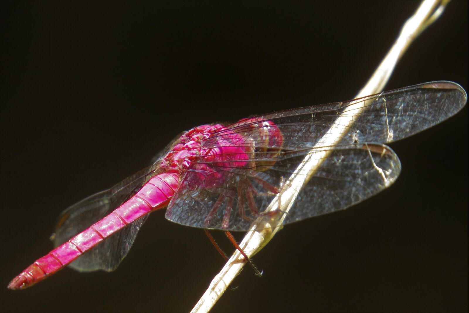 Canon PowerShot SX50 HS sample photo. Dragonfly, insect, arthropod photography