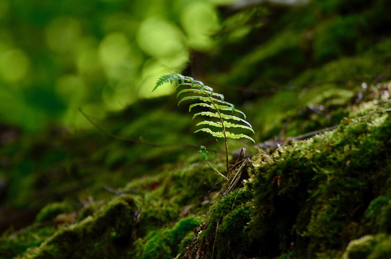 Nikon D5100 sample photo. Fern, forest floor, forest photography