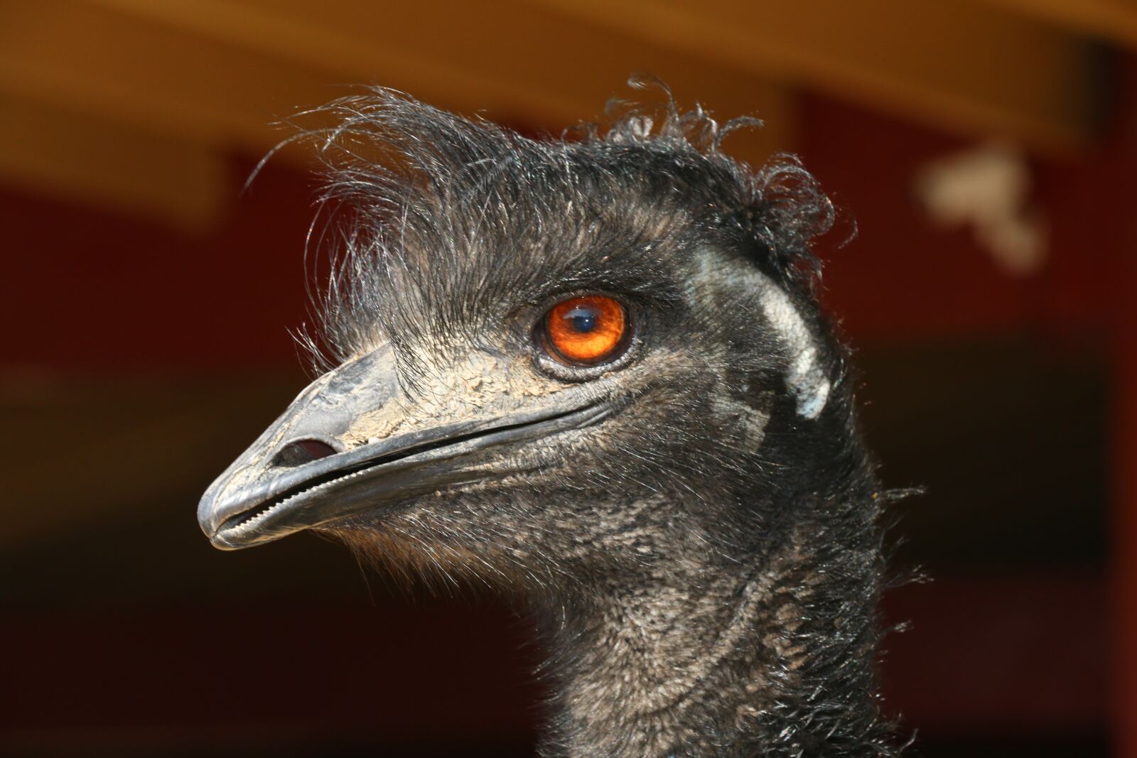 Canon EOS 70D sample photo. Portrait, wildlife, nature photography