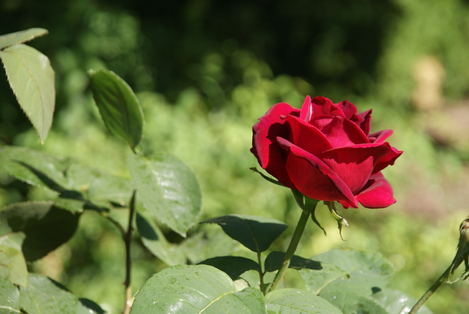 Sony Alpha DSLR-A200 sample photo. Rose, rose garden, blossom photography