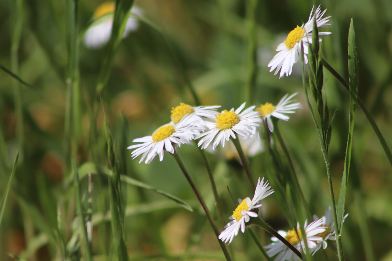 Canon EF75-300mm f/4-5.6 sample photo. Daisy, white yellow, pointed photography