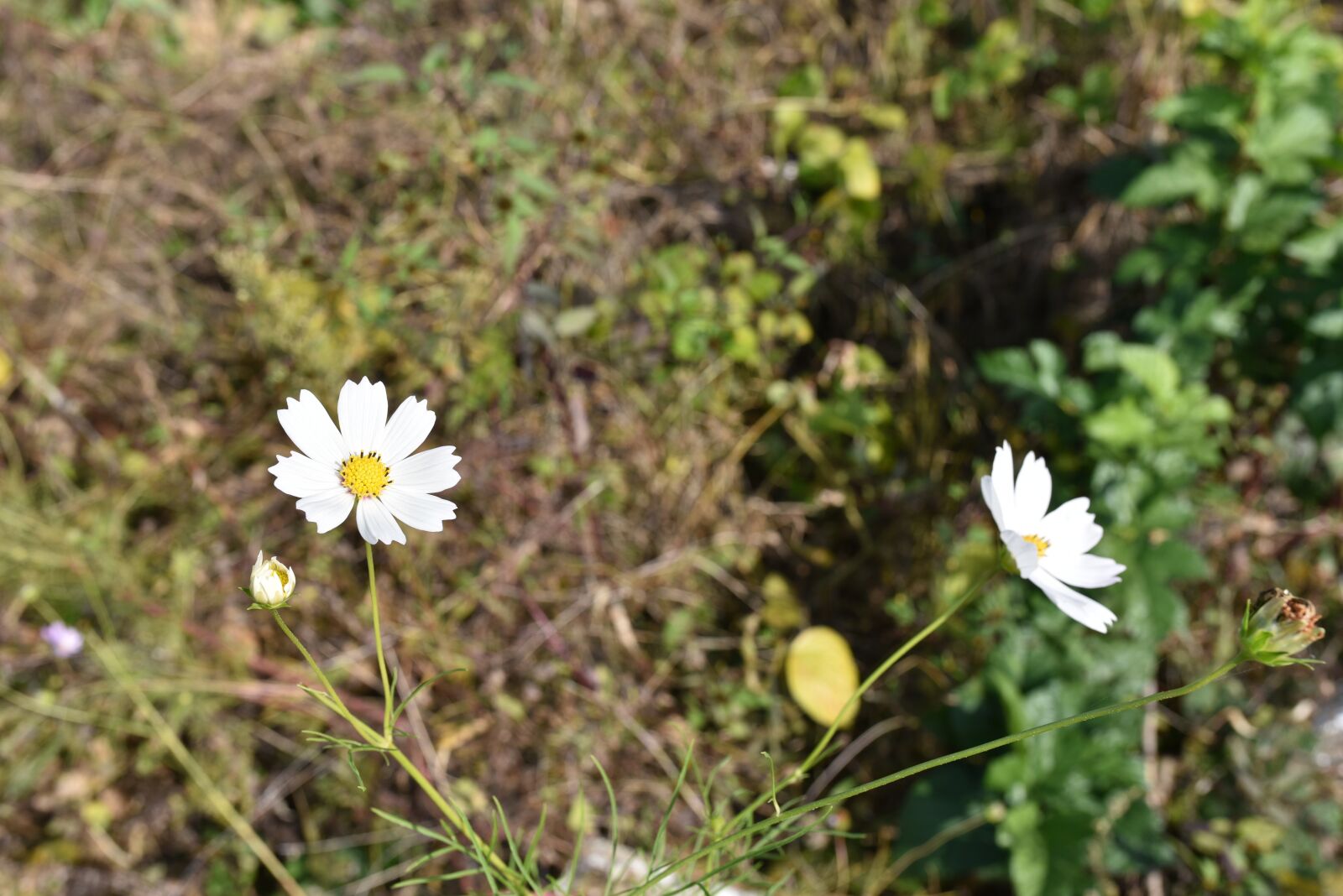 Nikon D750 sample photo. Flower, nature, white photography