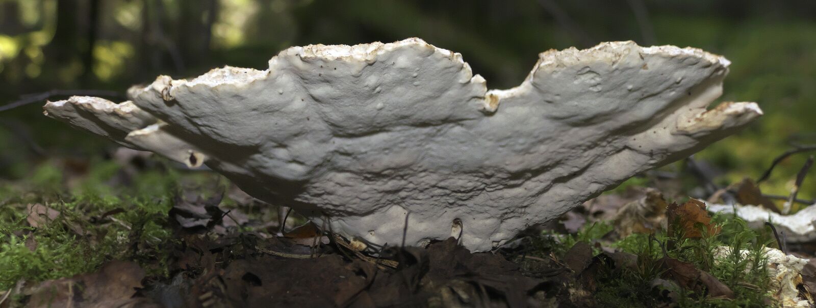 Panasonic Lumix DMC-FZ1000 sample photo. Mushroom, bottom, low angle photography