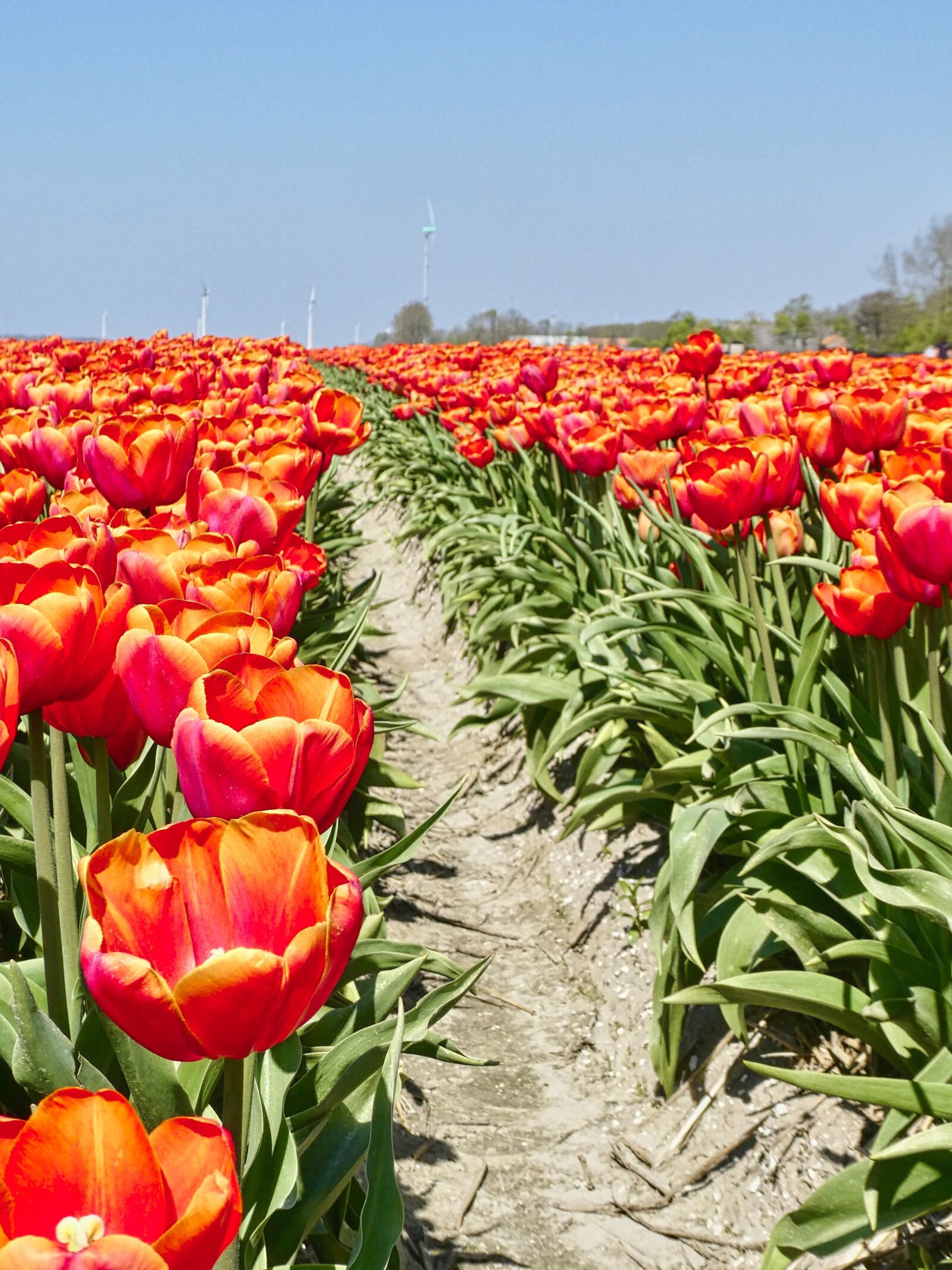 Panasonic Lumix DC-ZS70 (Lumix DC-TZ90) sample photo. Tulips, red, row photography