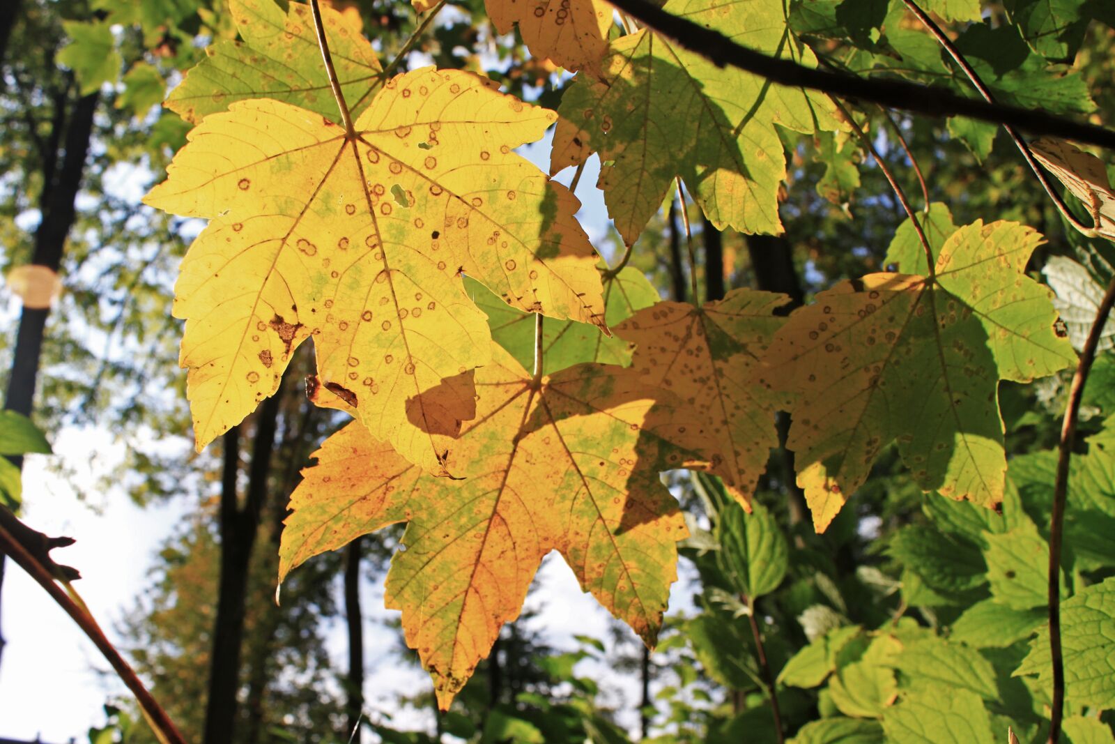 Canon EOS 500D (EOS Rebel T1i / EOS Kiss X3) sample photo. Leaf, fall, leaves photography