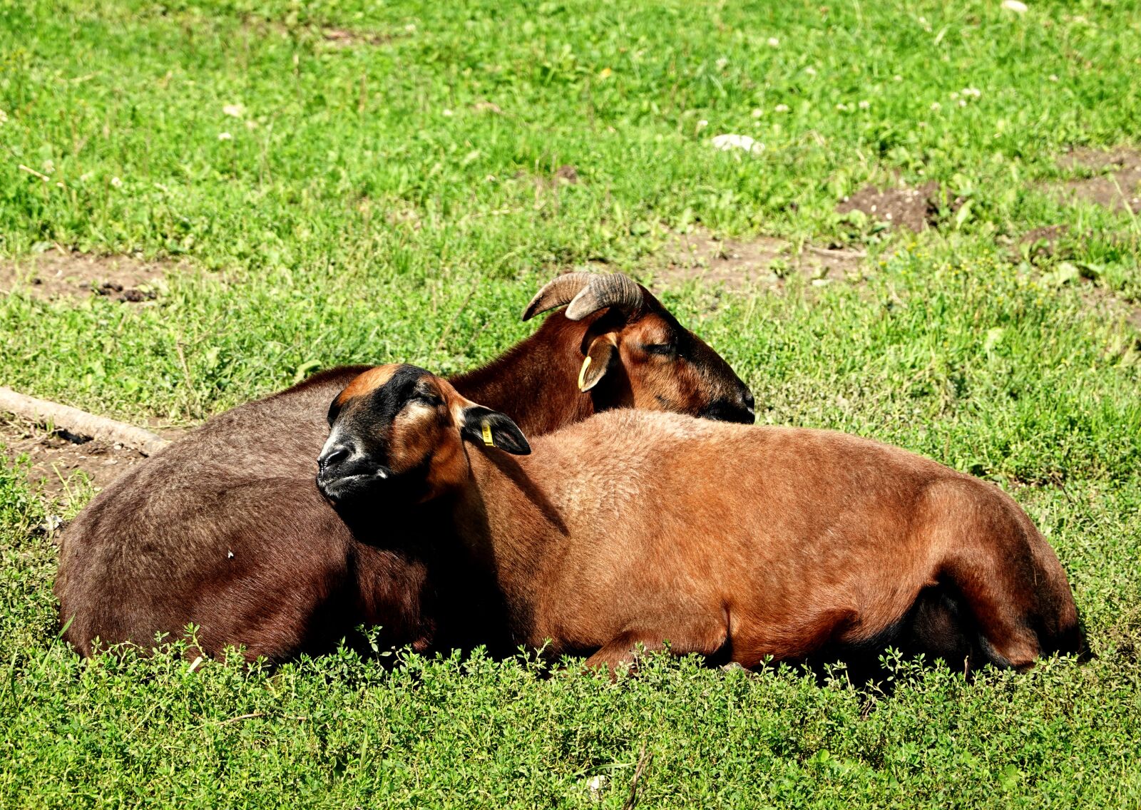 Sony Cyber-shot DSC-RX100 VI sample photo. Goat, nap, goat asleep photography