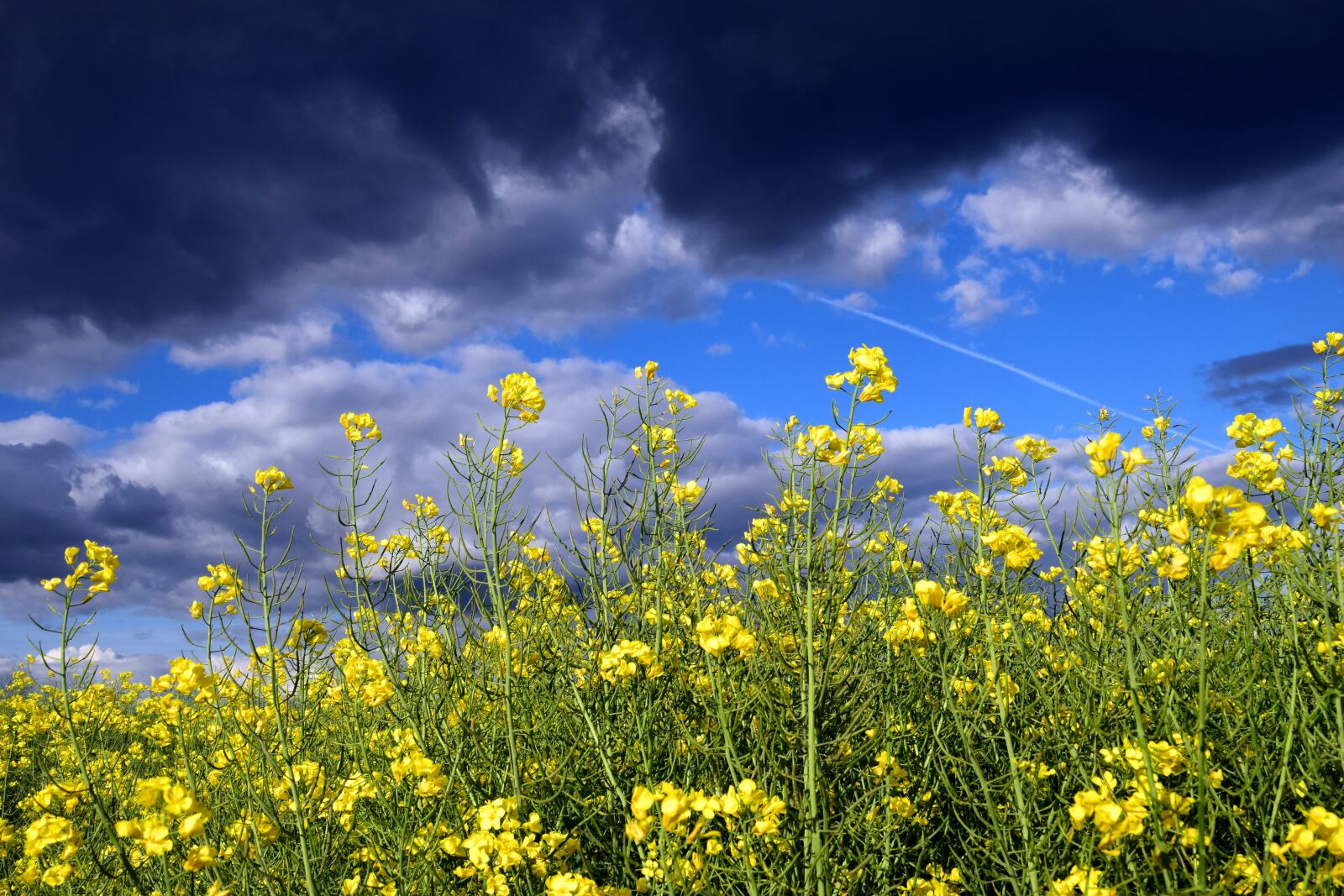 Nikon D3300 sample photo. Oilseed rape, close up photography