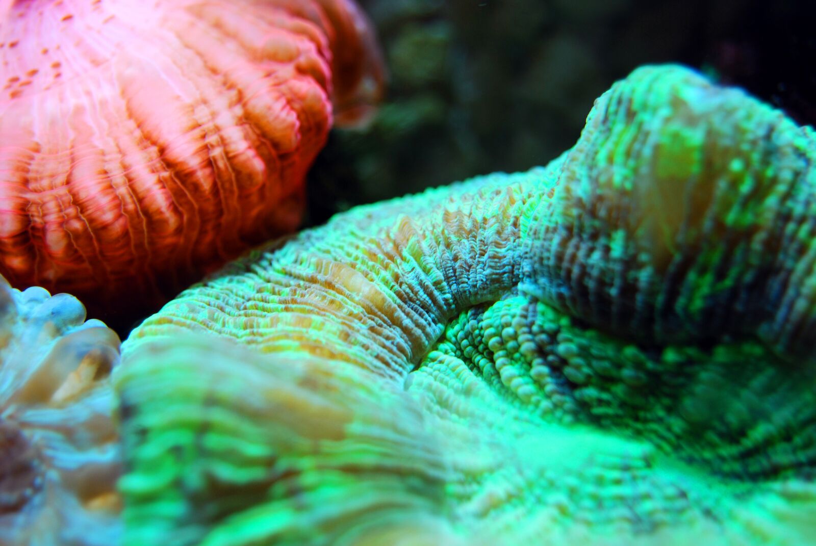 Nikon D40X sample photo. Coral, reef, sea photography