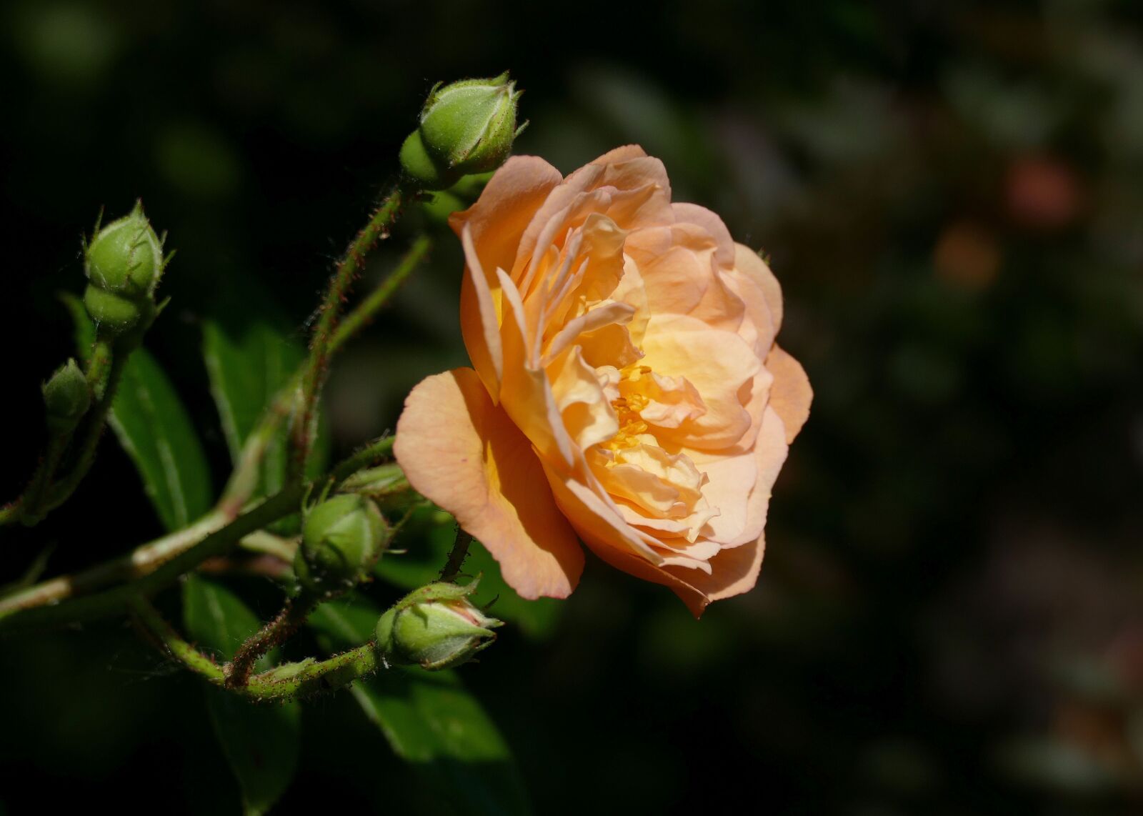 Panasonic Lumix DMC-FZ1000 sample photo. Rose, garden, flower photography