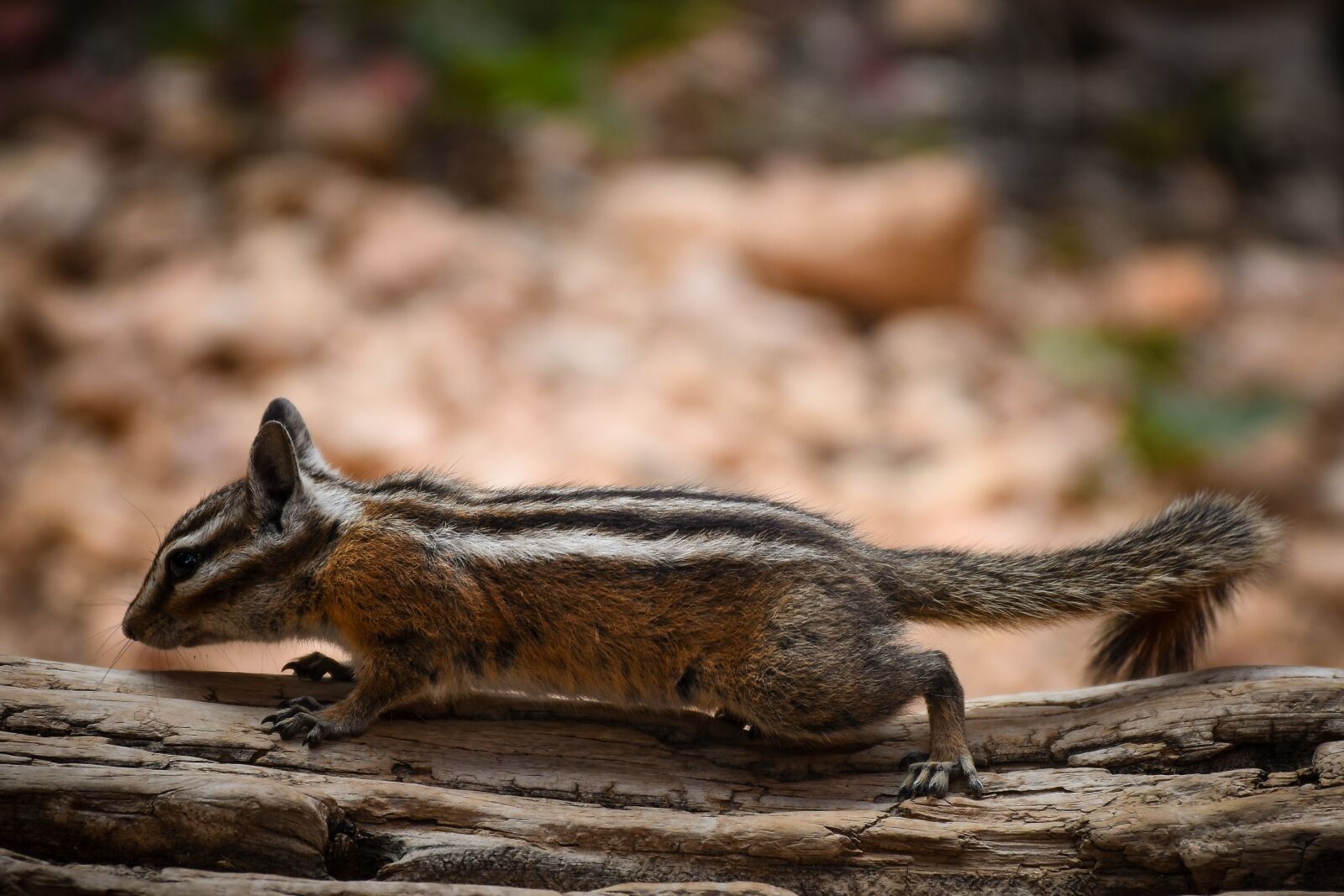 Nikon D7200 sample photo. Nature, wildlife, rodent photography