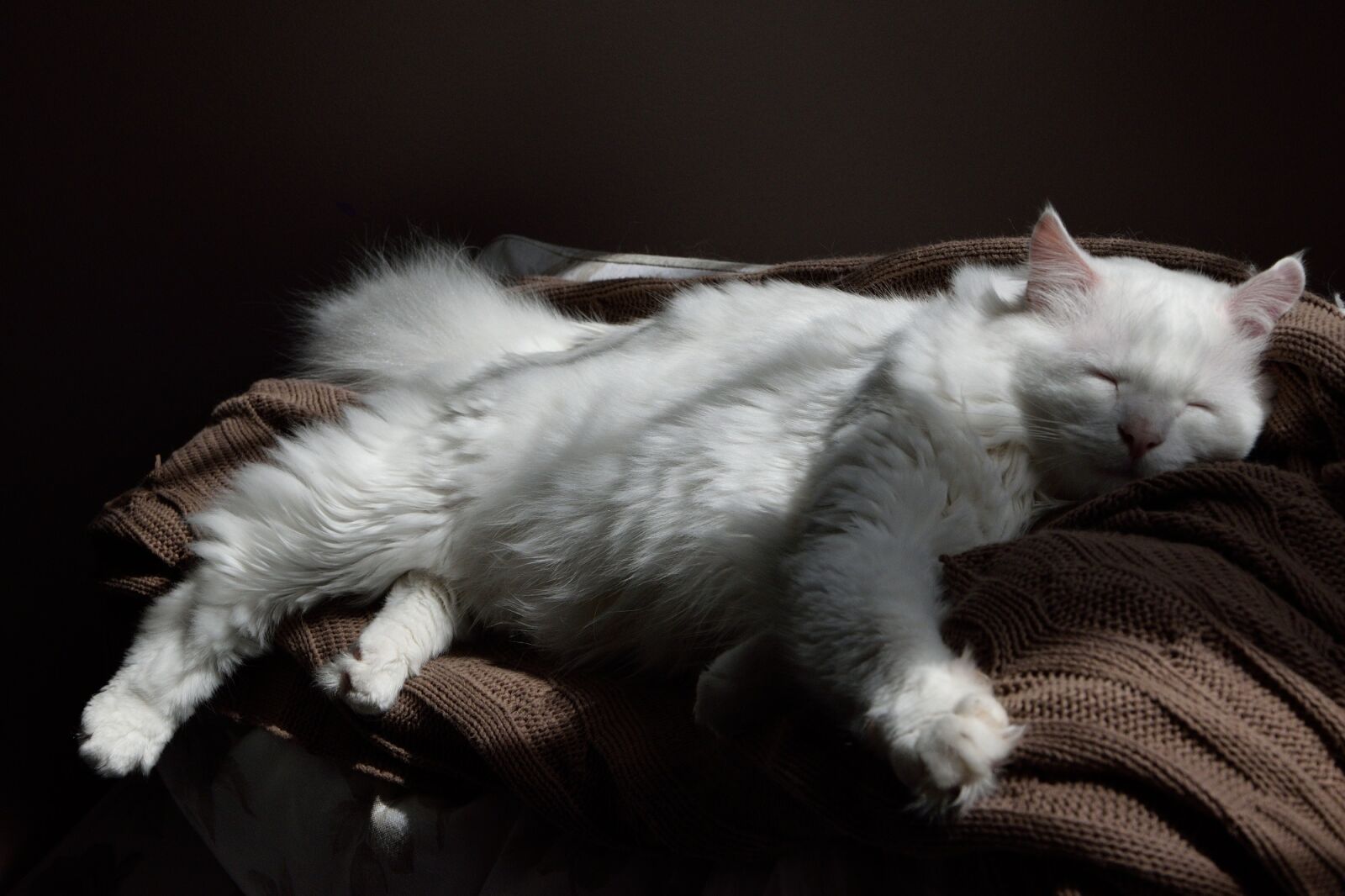 Nikon D3300 sample photo. Cat, sleeping, sweater photography