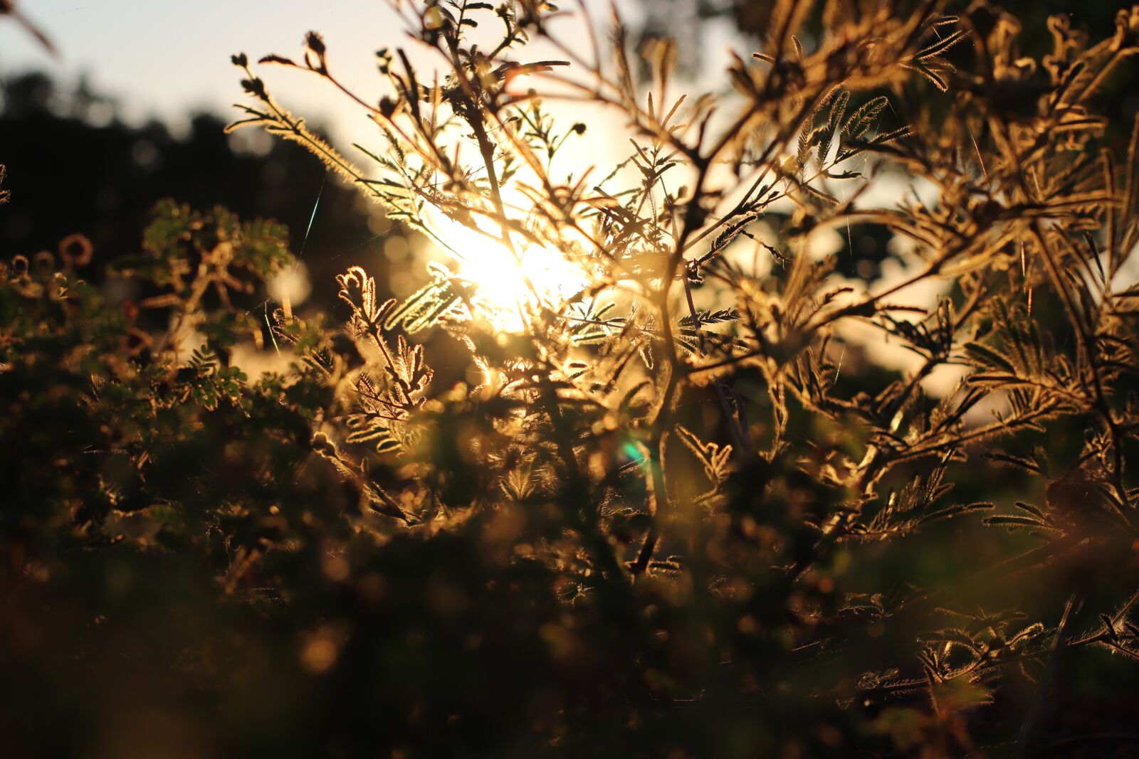 Canon EOS 800D (EOS Rebel T7i / EOS Kiss X9i) sample photo. Sun, tree, sunset photography