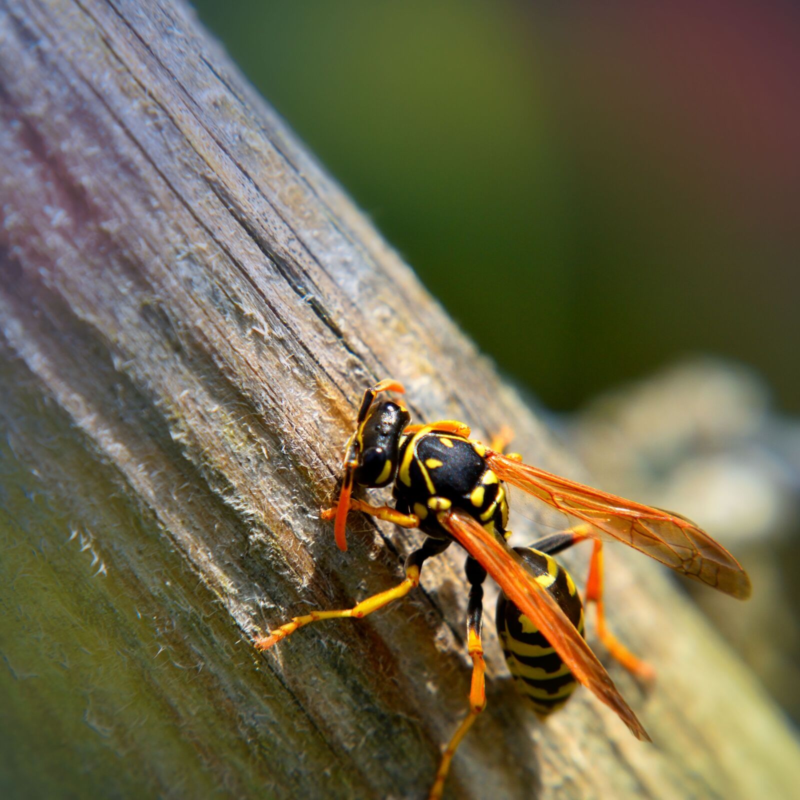 Nikon D5500 sample photo. Wasp, wood, nature photography