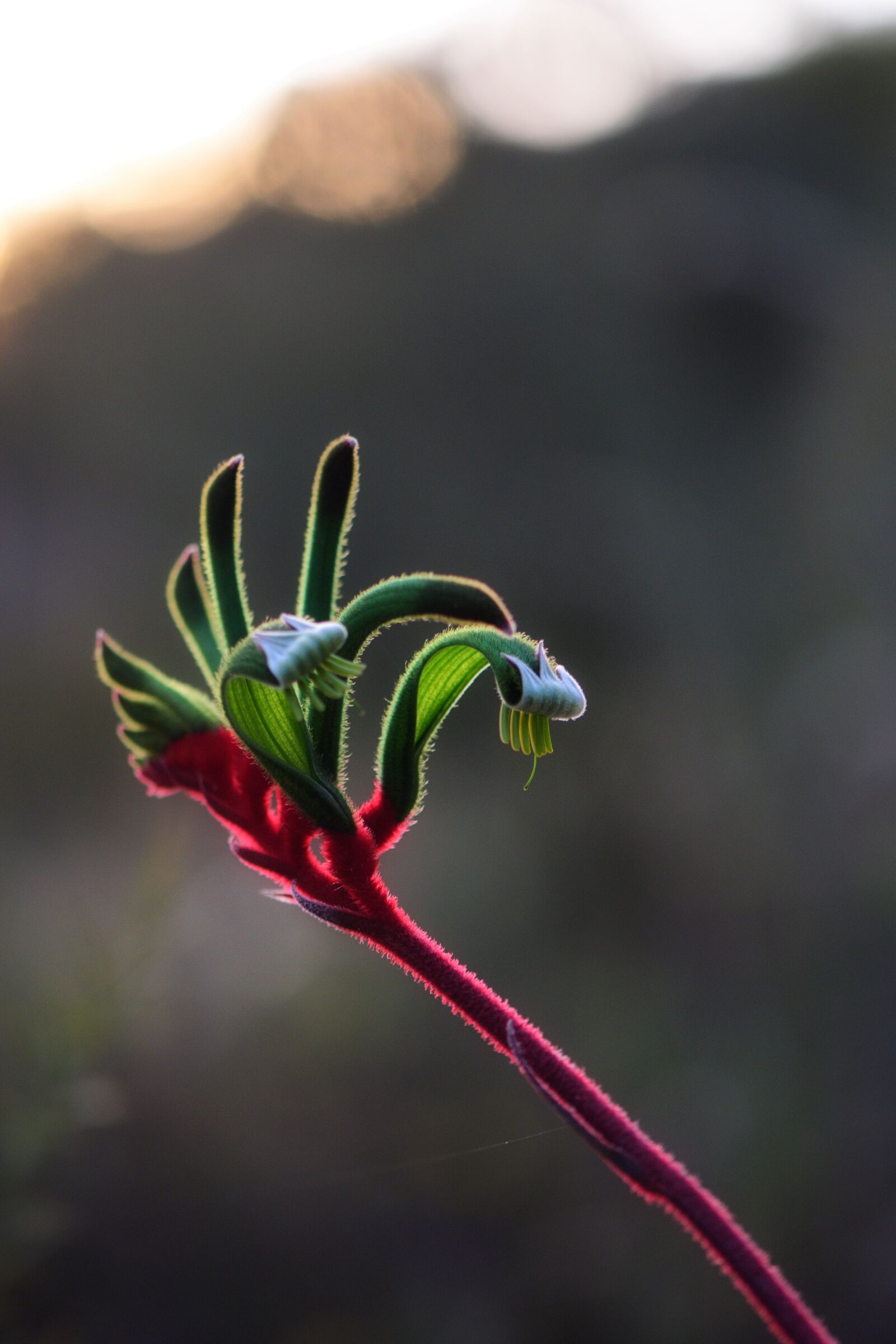 Nikon D3300 sample photo. Kangaroo paw, anigozanthos, nature photography