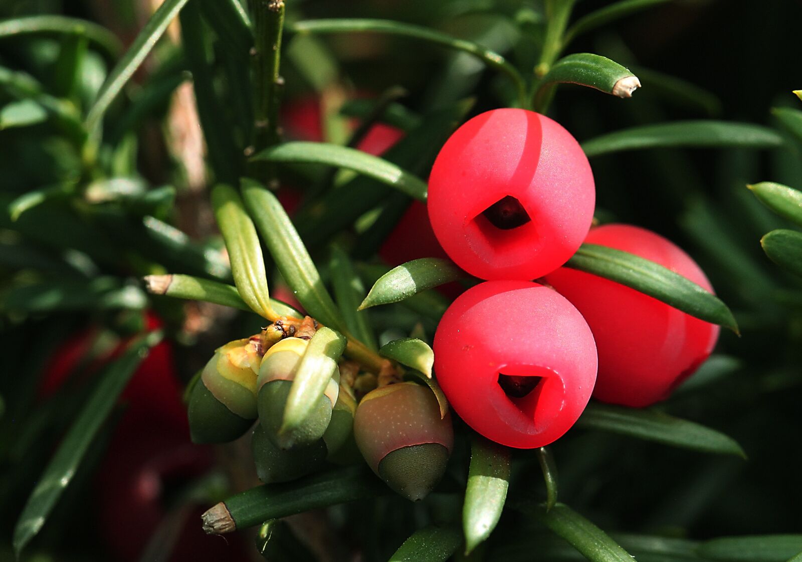 Canon EOS 5D Mark II sample photo. Bush, pine, cis photography