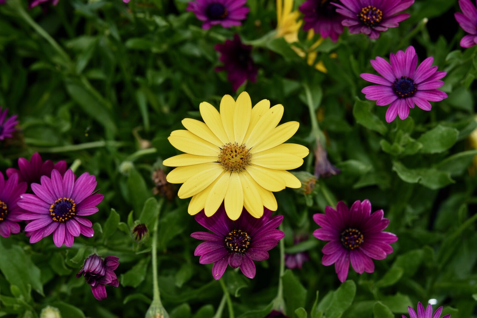 Nikon D5600 sample photo. Flower, flower yellow petals photography