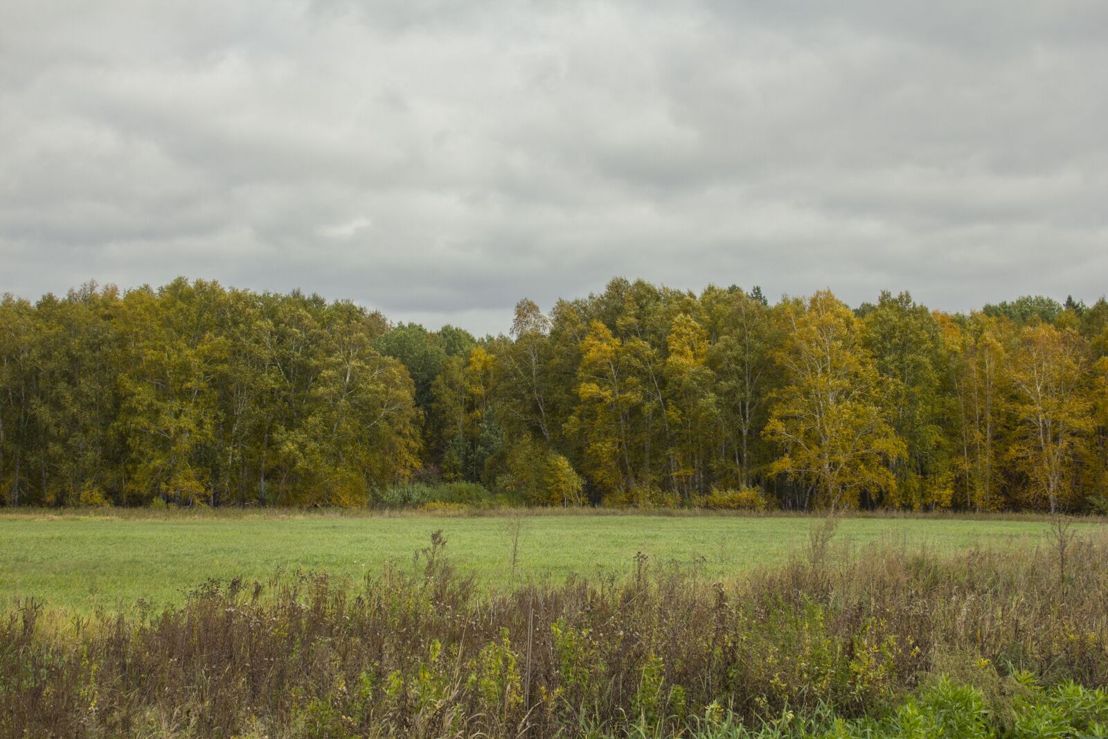 Canon EF-S 18-55mm F3.5-5.6 sample photo. Landscape, field, meadow photography