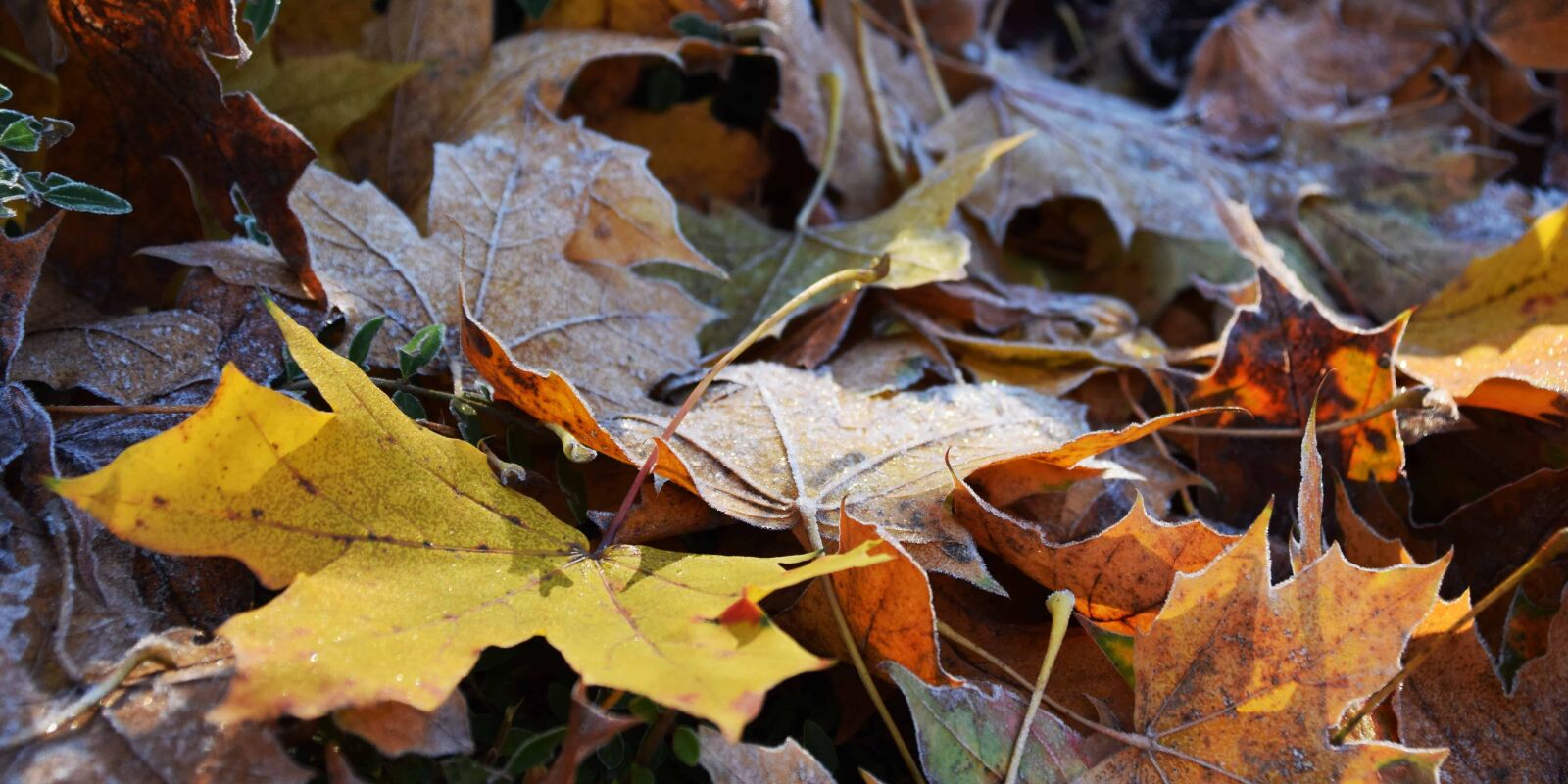 Nikon D3300 sample photo. Leaf, wood, nature, flora photography