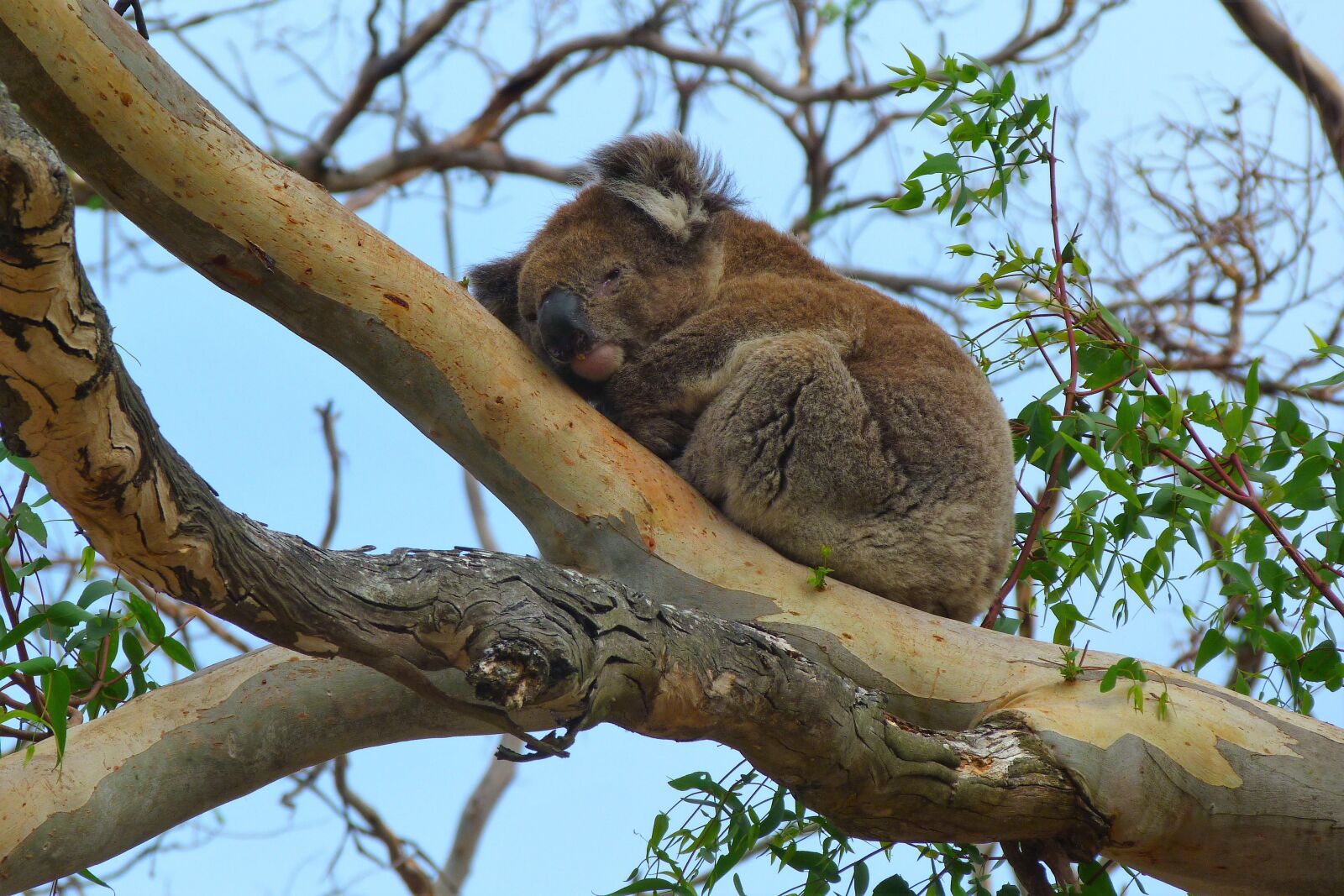 Panasonic Lumix DMC-FZ40 (Lumix DMC-FZ45) sample photo. Koala, marsupial, australia photography