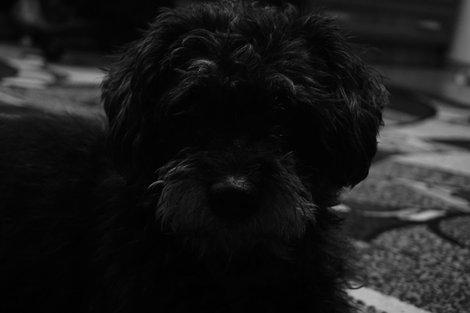 Sony a6000 sample photo. Animal, black, dog, grey photography