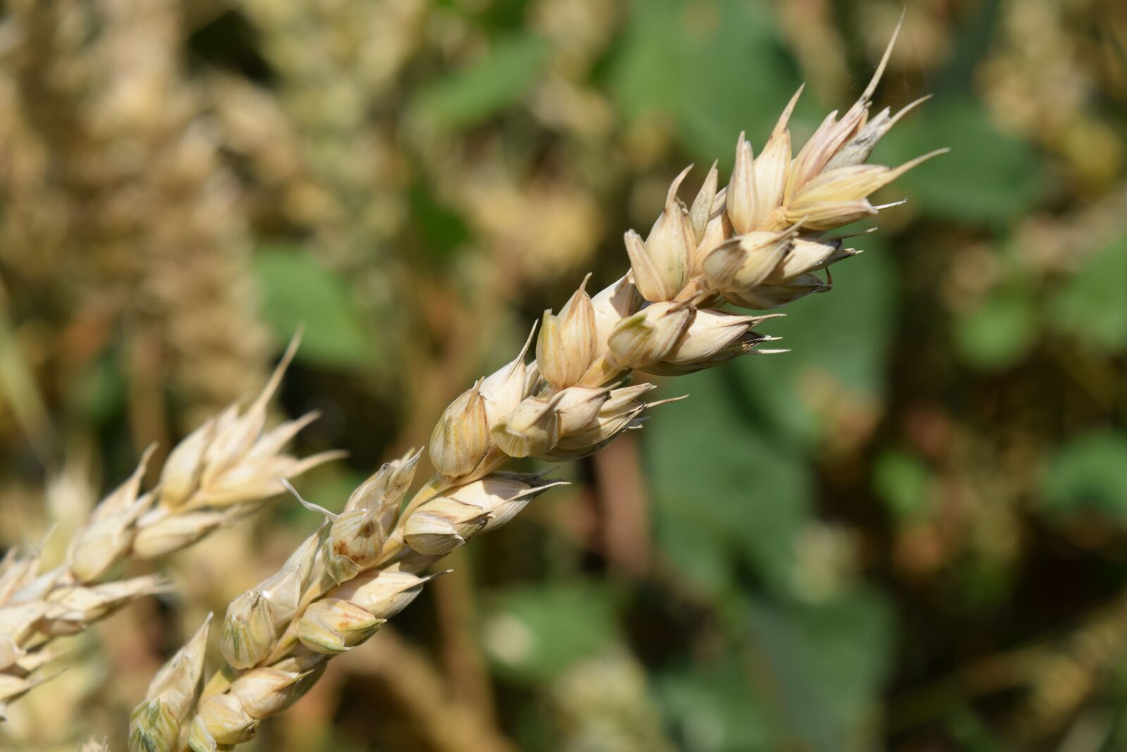 Nikon D3300 sample photo. Wheat, cereals, grain photography