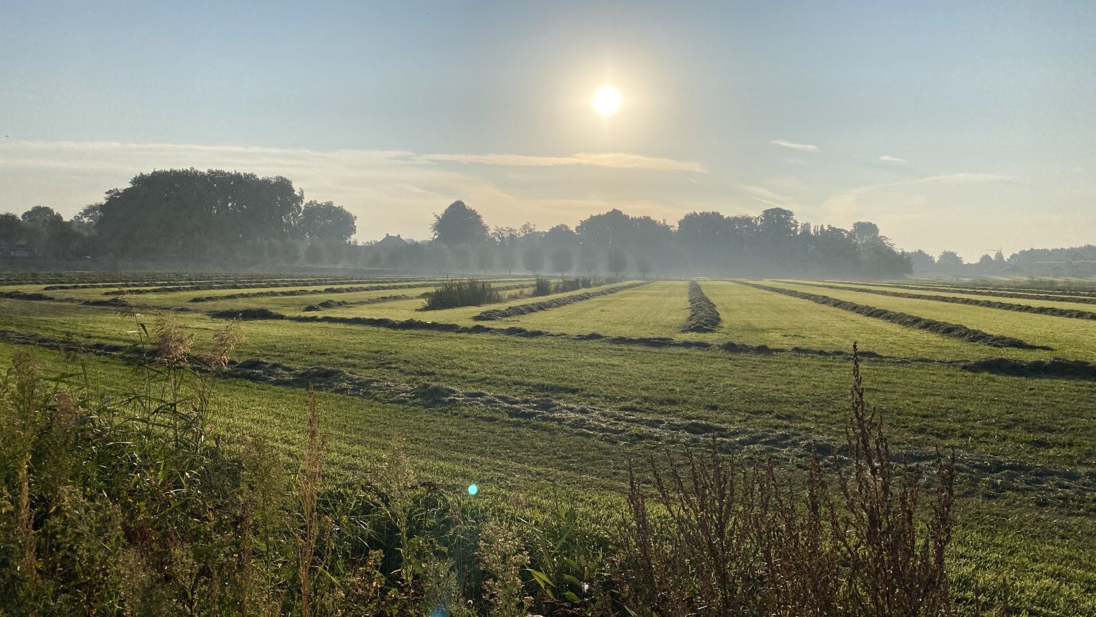 iPhone 11 back dual wide camera 4.25mm f/1.8 sample photo. Field, morning, sunrise photography