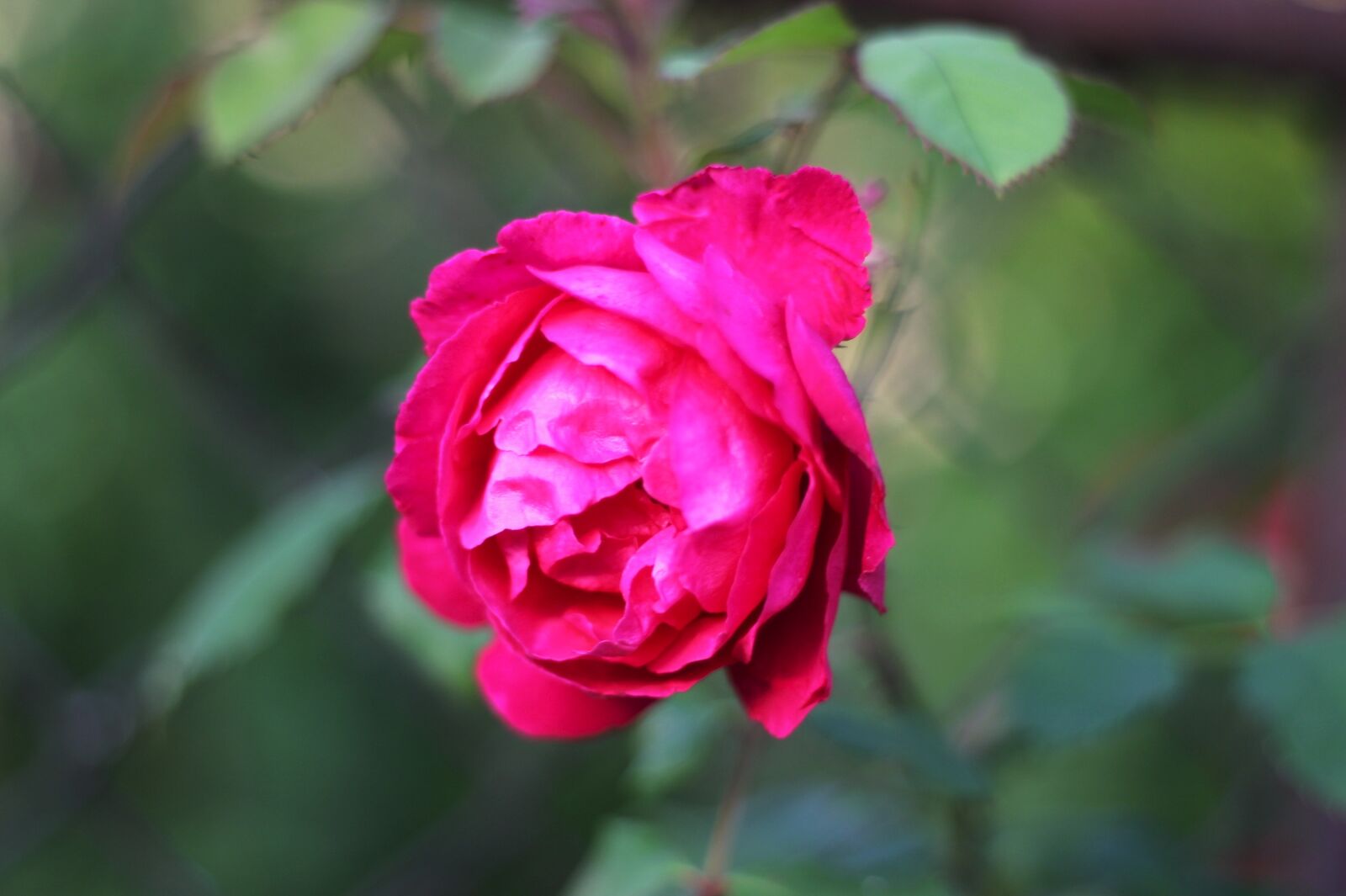 Canon EOS 1100D (EOS Rebel T3 / EOS Kiss X50) + Canon EF 50mm F1.8 II sample photo. Rose, climbing rose, red photography