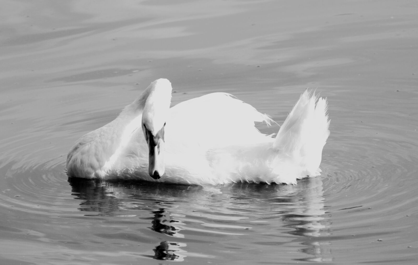 Canon EOS 1200D (EOS Rebel T5 / EOS Kiss X70 / EOS Hi) sample photo. Swan, black, white photography