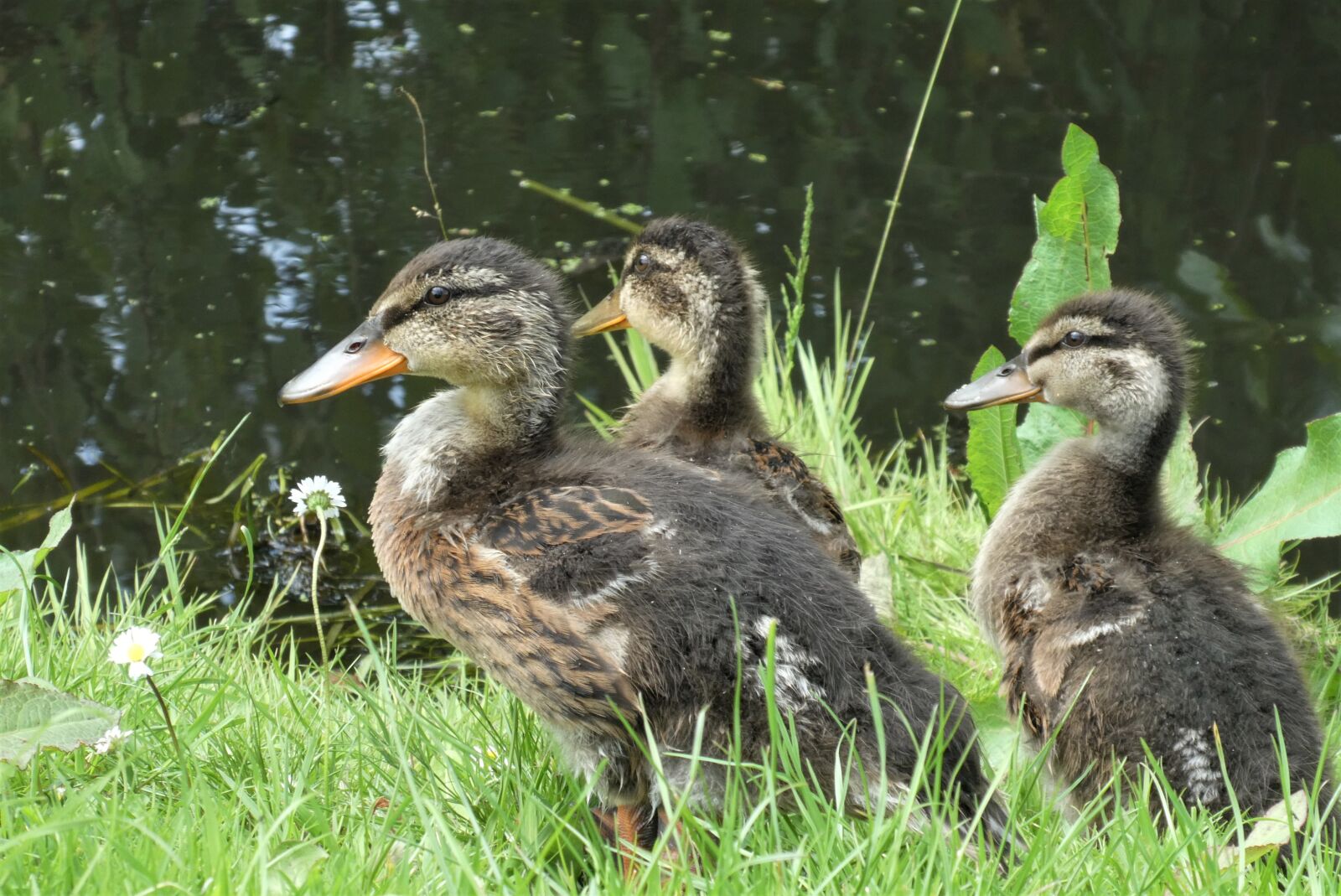 Panasonic Lumix DC-ZS70 (Lumix DC-TZ90) sample photo. Young ducks, ducks, chicks photography