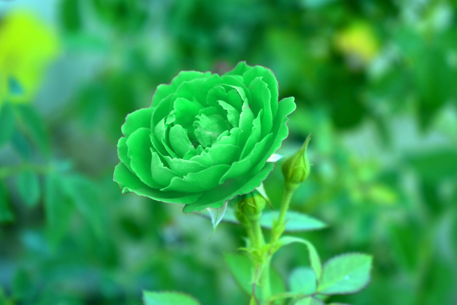 Nikon D5600 sample photo. Green rose, viridescent, verdant photography