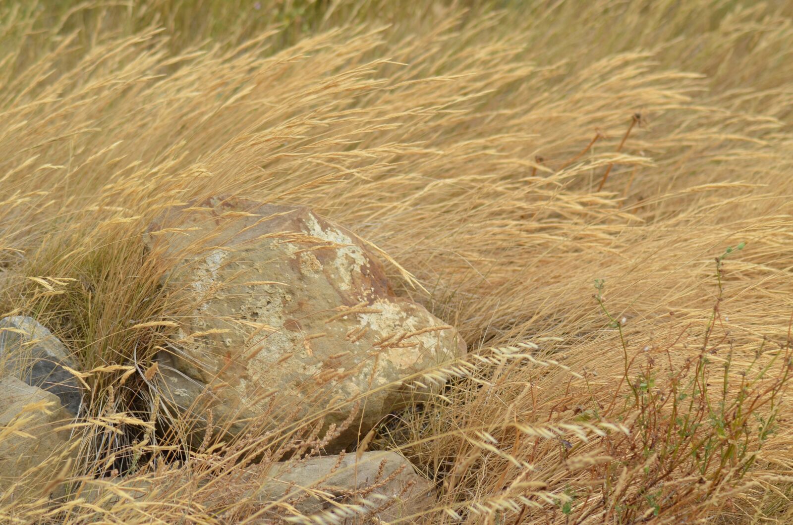 Nikon D5100 sample photo. Herbs, wild herbs, nature photography