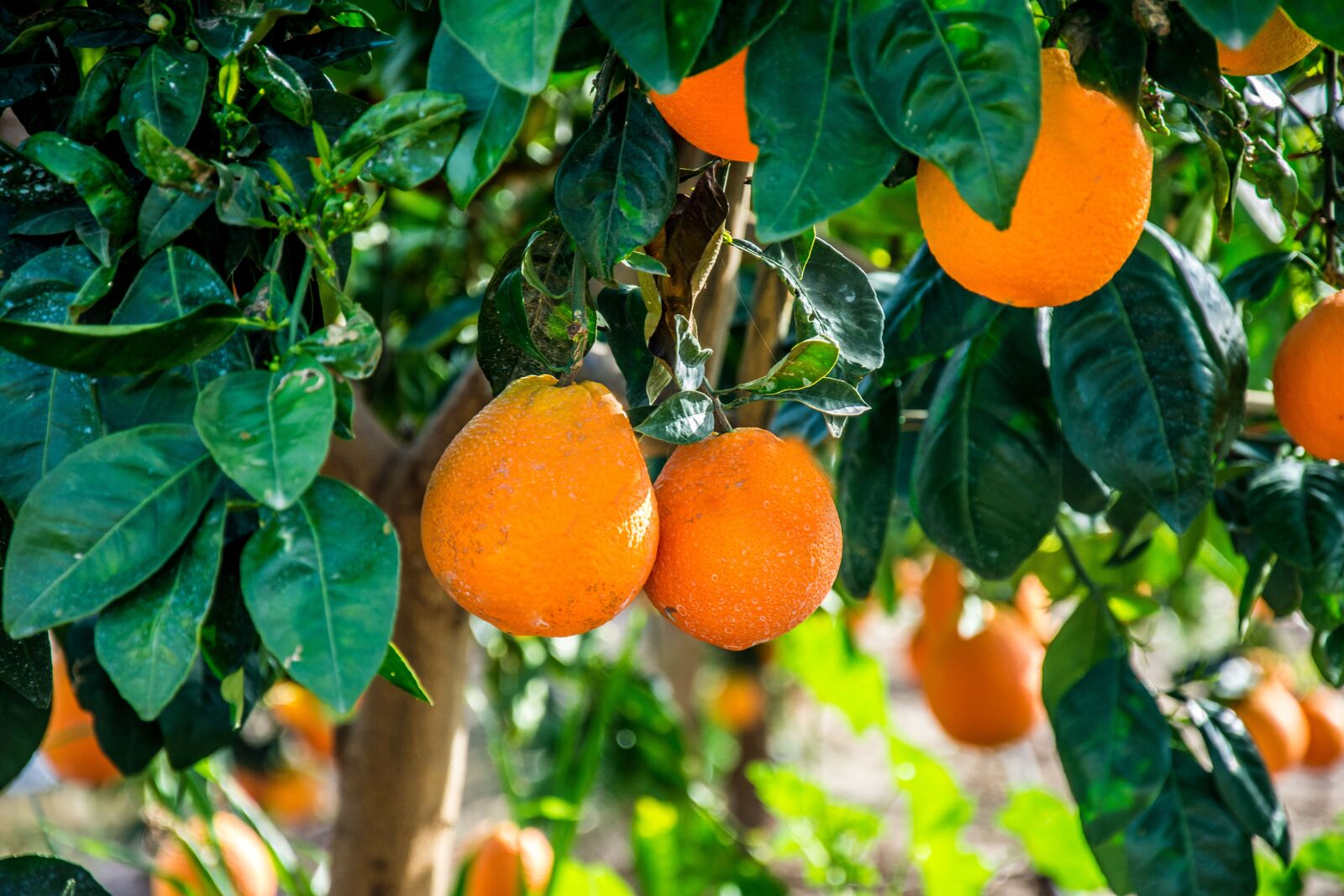 Nikon D7200 sample photo. Food, orange, trees photography