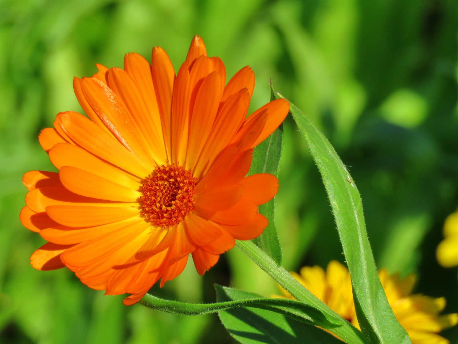 Canon PowerShot SX60 HS sample photo. Calendula, marigold, nature photography