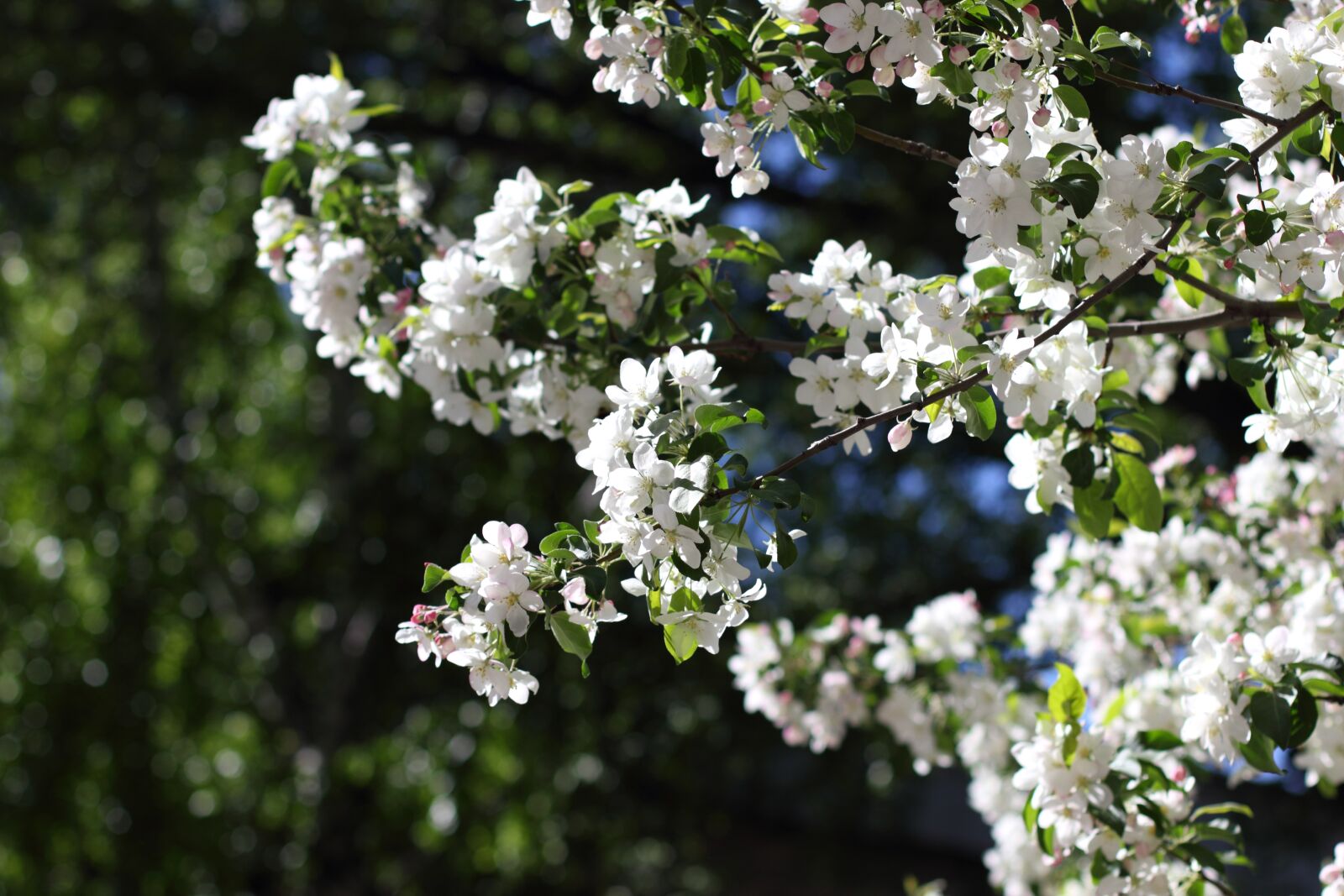 Canon EOS 550D (EOS Rebel T2i / EOS Kiss X4) sample photo. Apple tree, nature, plants photography