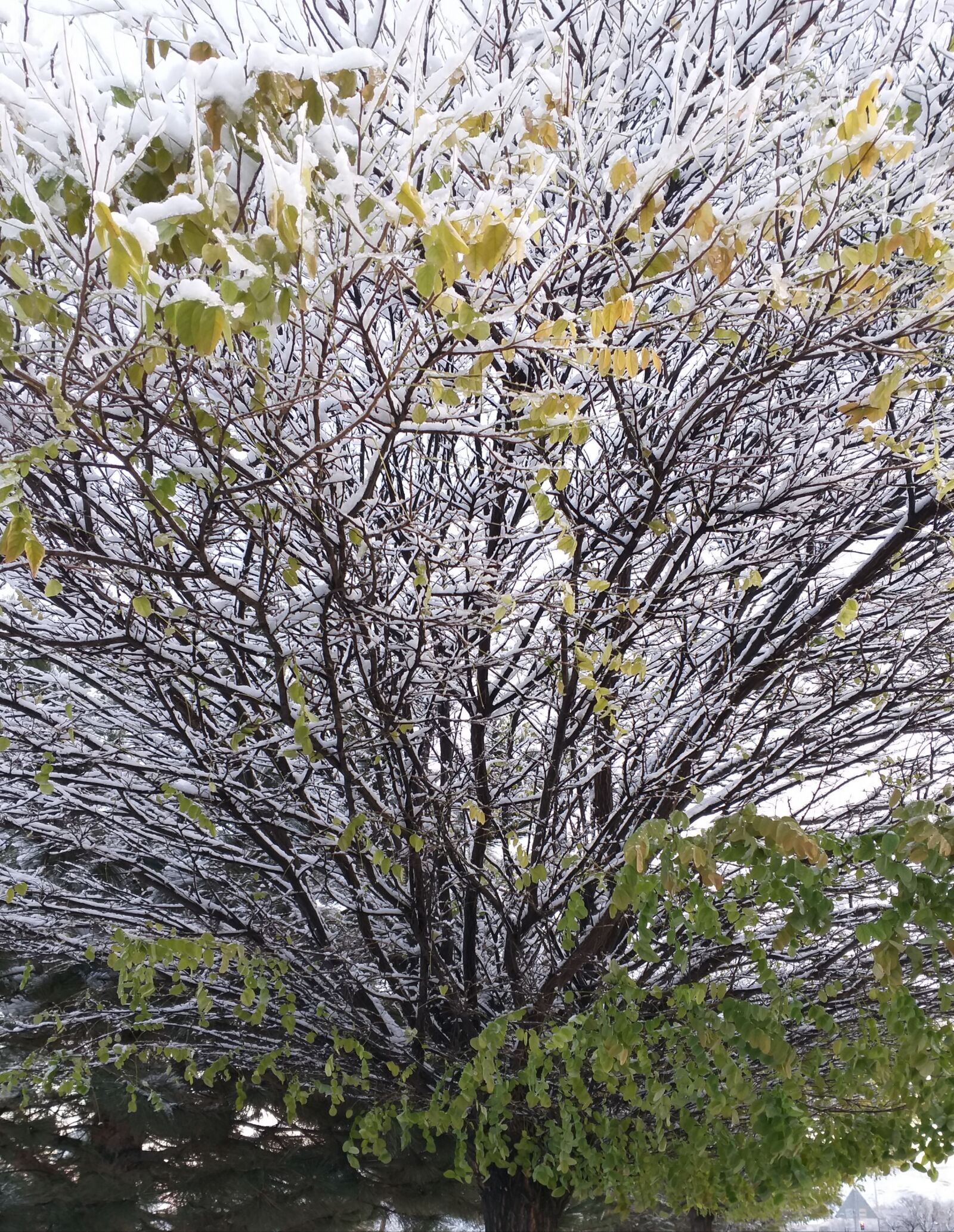 Samsung Galaxy J8 sample photo. Tree, nature, environmental photography