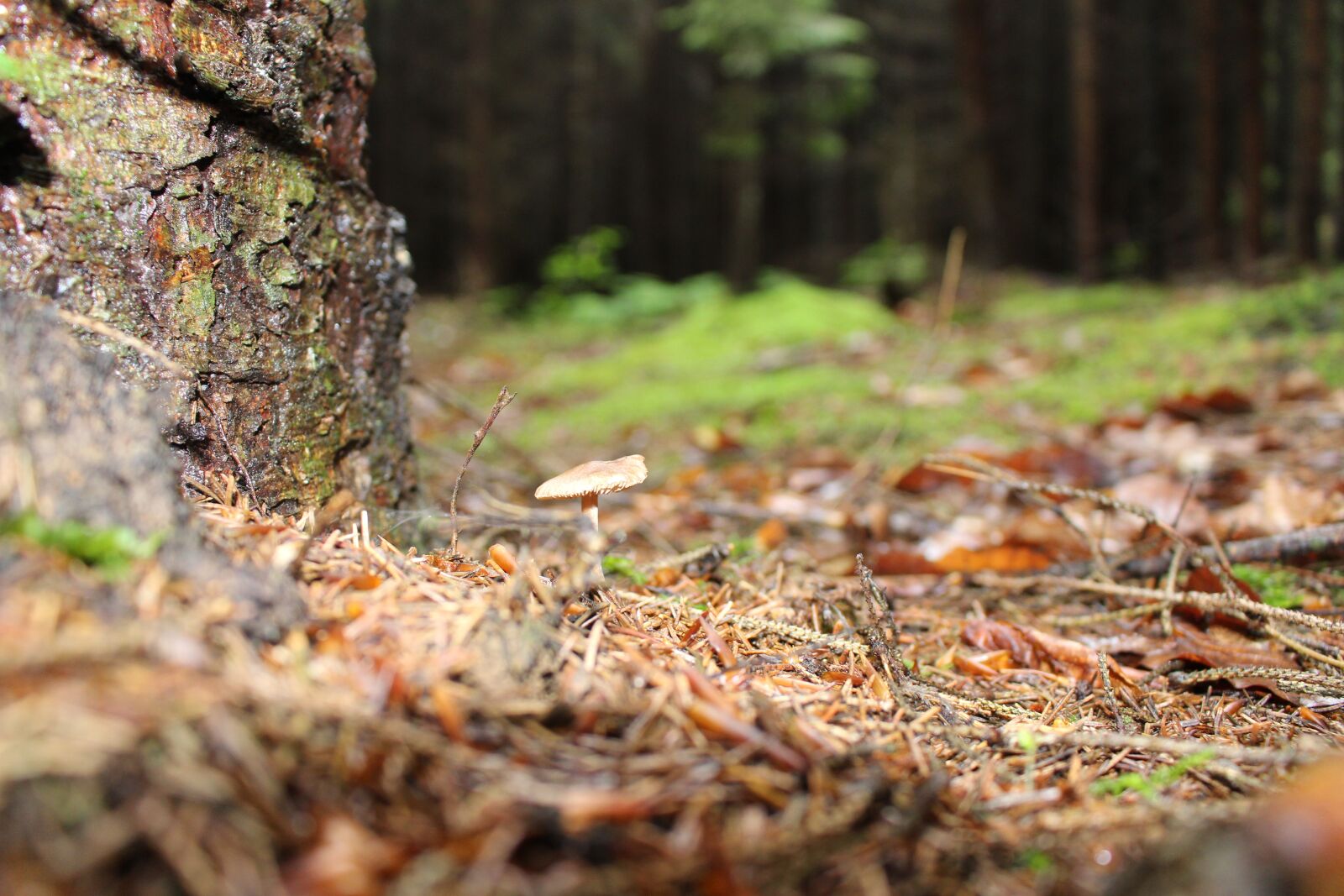 Canon EOS 100D (EOS Rebel SL1 / EOS Kiss X7) sample photo. Mushroom, forest, forest floor photography