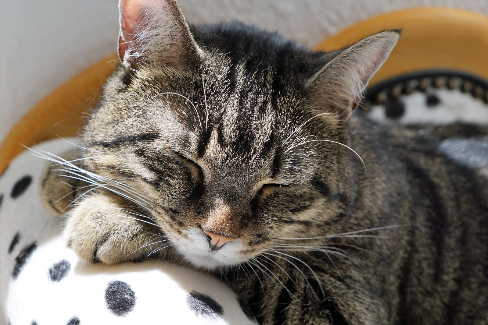 Sony ILCA-77M2 + Sony DT 16-50mm F2.8 SSM sample photo. Cat, tiger, tigerle photography