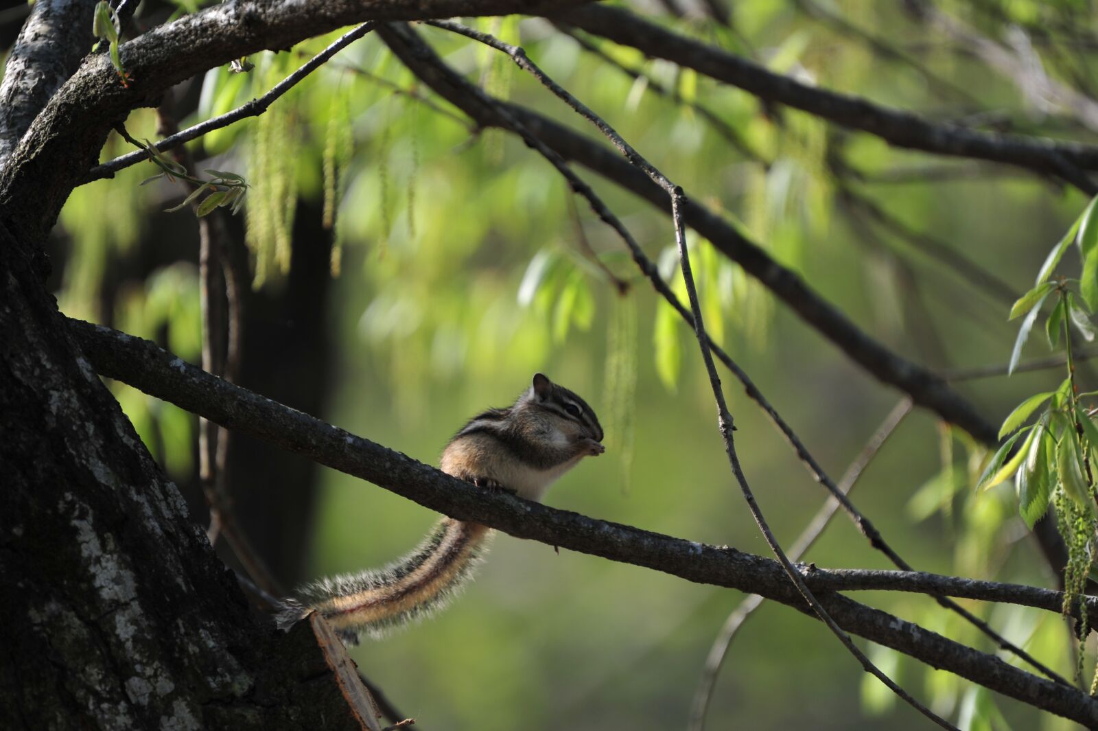 Nikon D3S sample photo. Nature, landscape, scenery photography