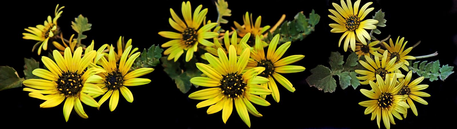 Olympus TG-5 sample photo. Daisies, cape weed, spring photography