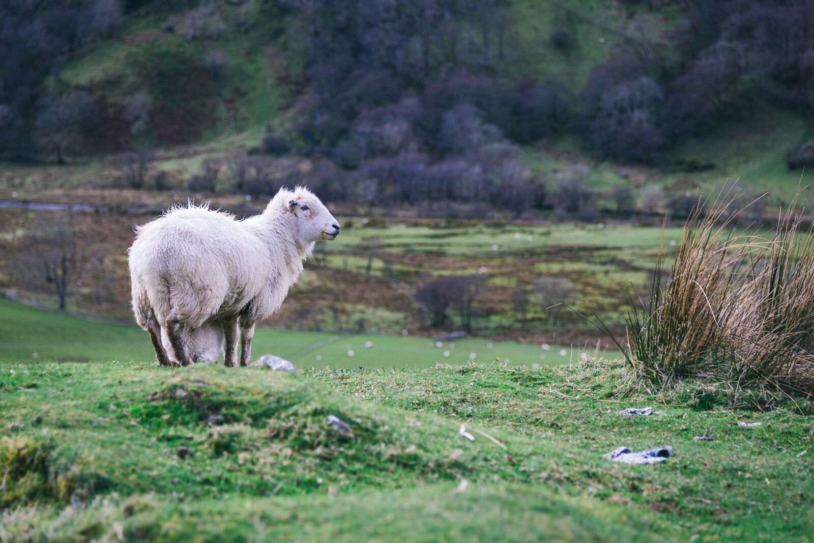 Canon EOS 6D + Canon EF 24-105mm F4L IS USM sample photo. Animal, countryside, farm photography