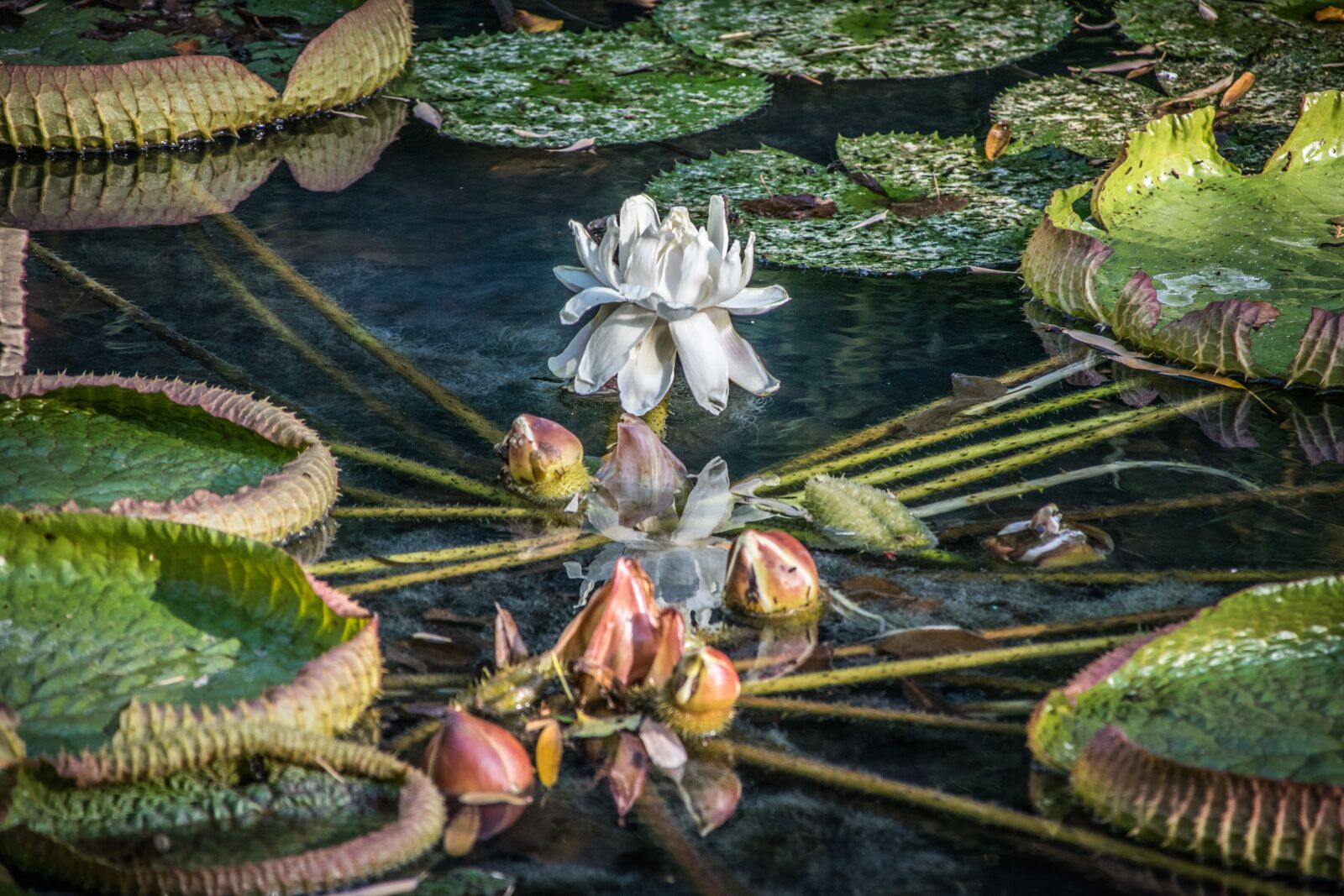 Nikon D5300 sample photo. Waterlilies, victoria, royal photography
